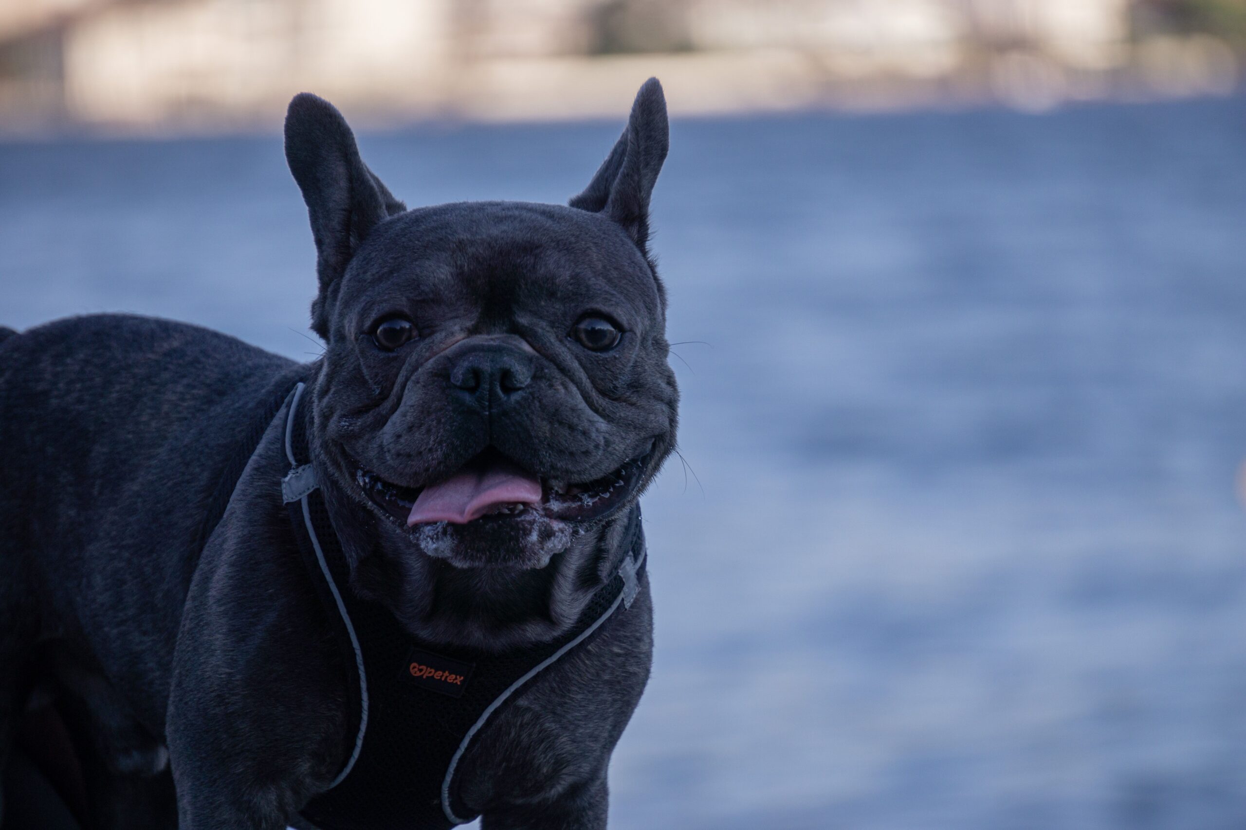 Französische Bulldogge mit typischen Fledermausohren im Freien