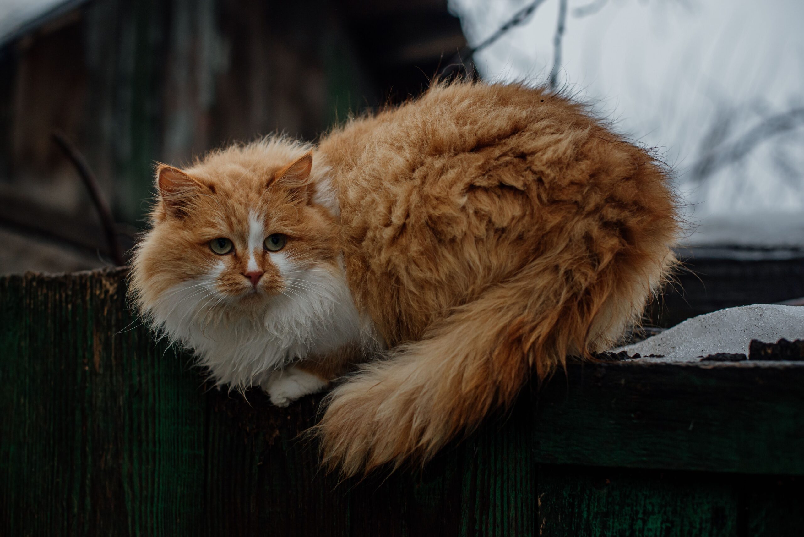 LaPerm Katze bei der tierärztlichen Untersuchung