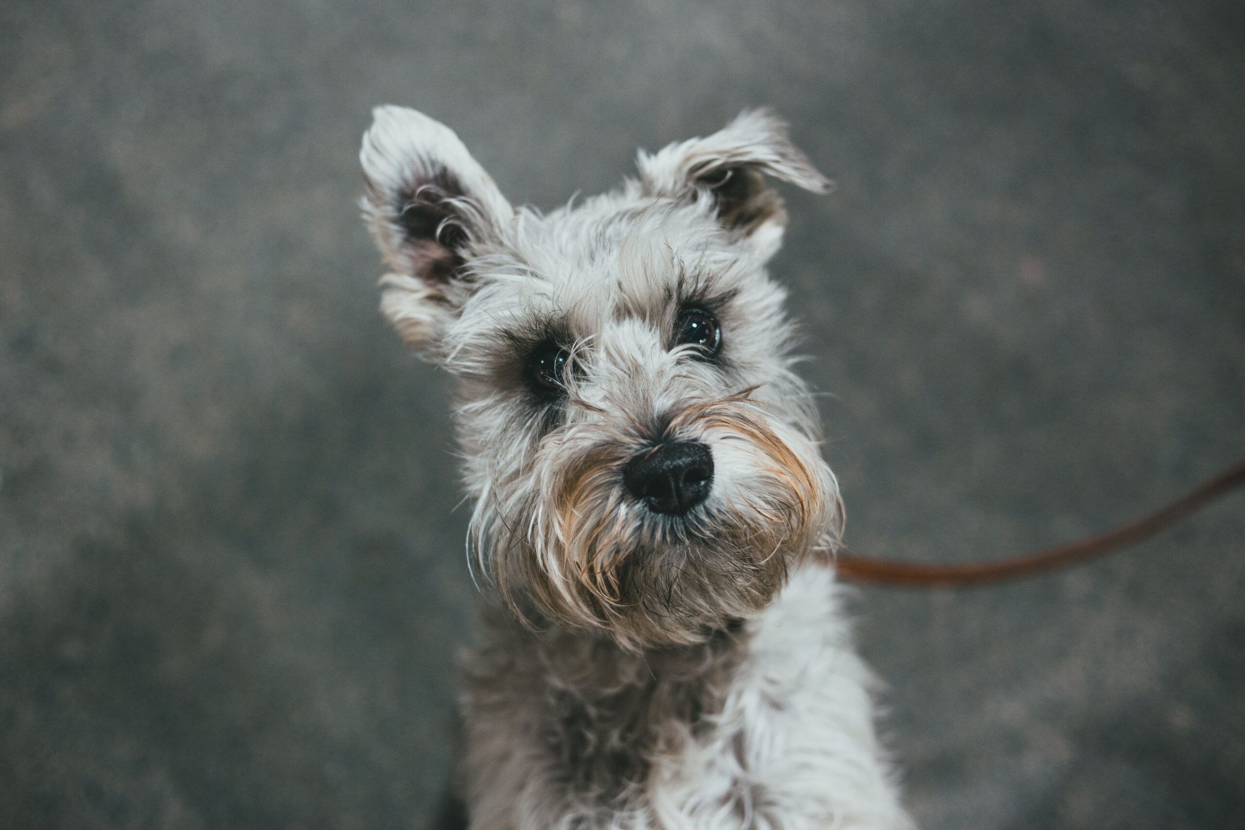 Zwergschnauzer mit typischem Bart im Freien