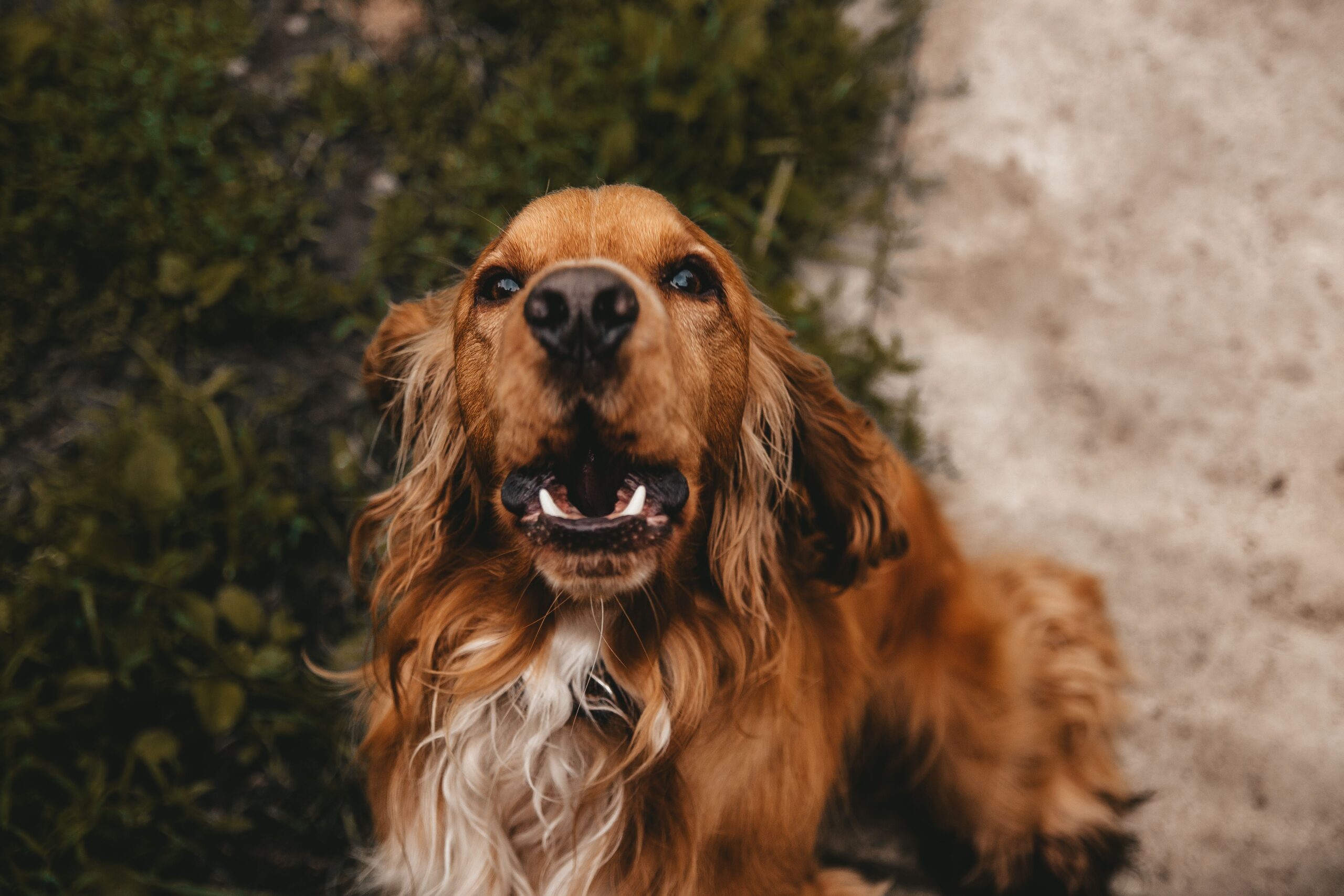 OP-Schutz oder Vollschutz: Was braucht Ihr Hund?