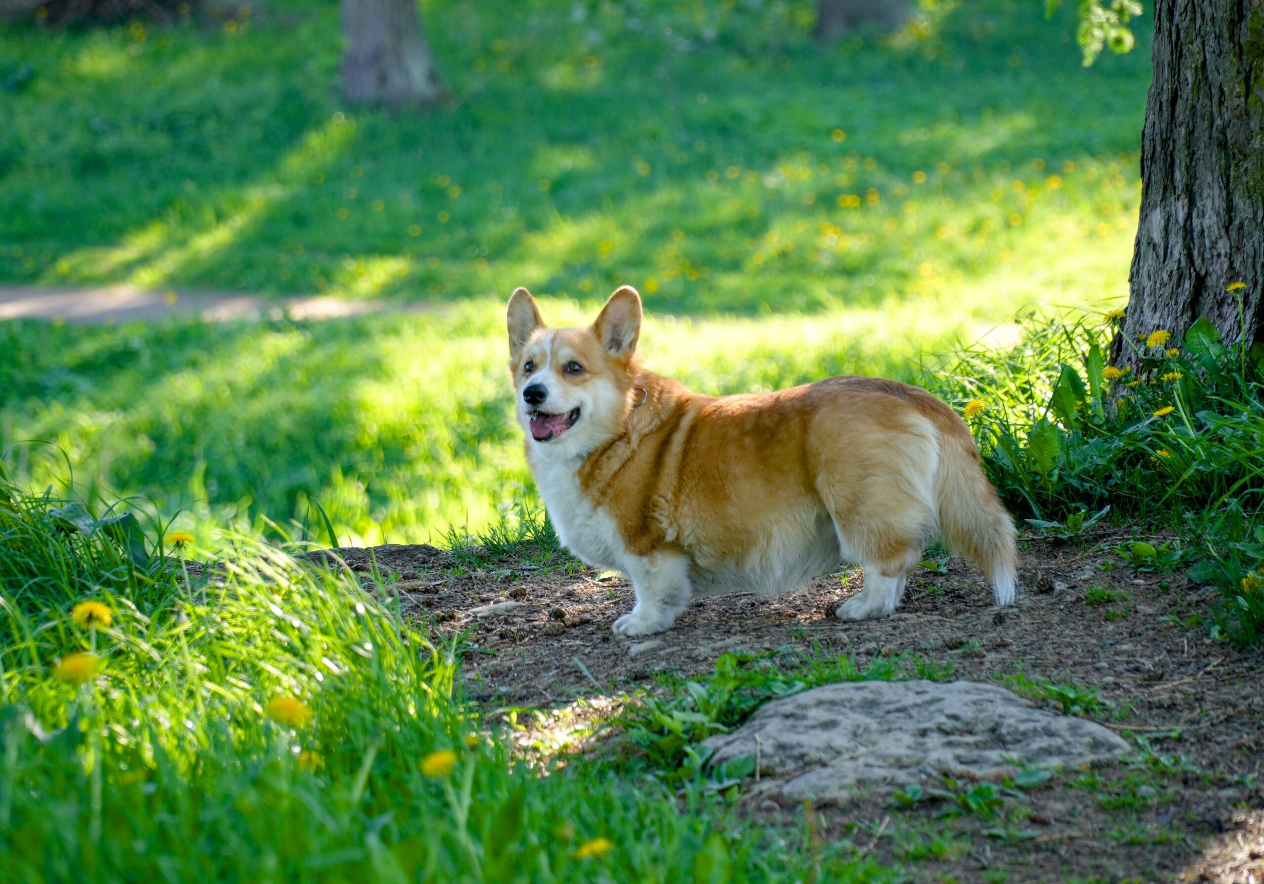 Gesunder Pembroke Welsh Corgi in der Natur