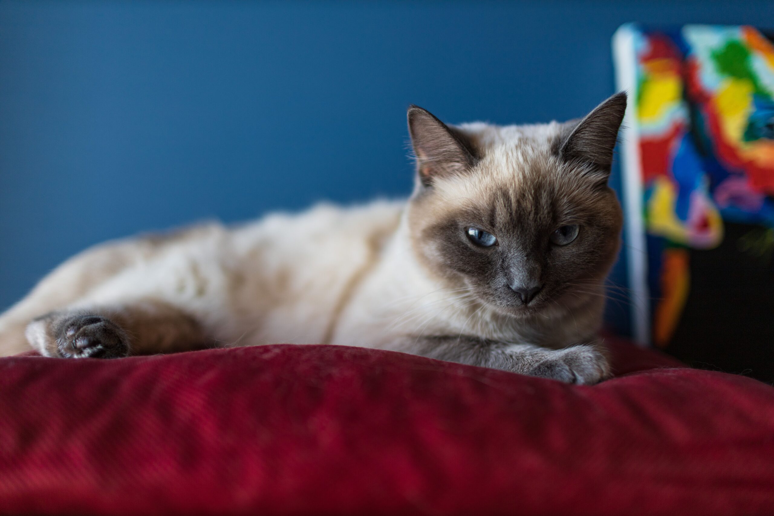 Burma-Katze beim Spielen und Erkunden in der Wohnung