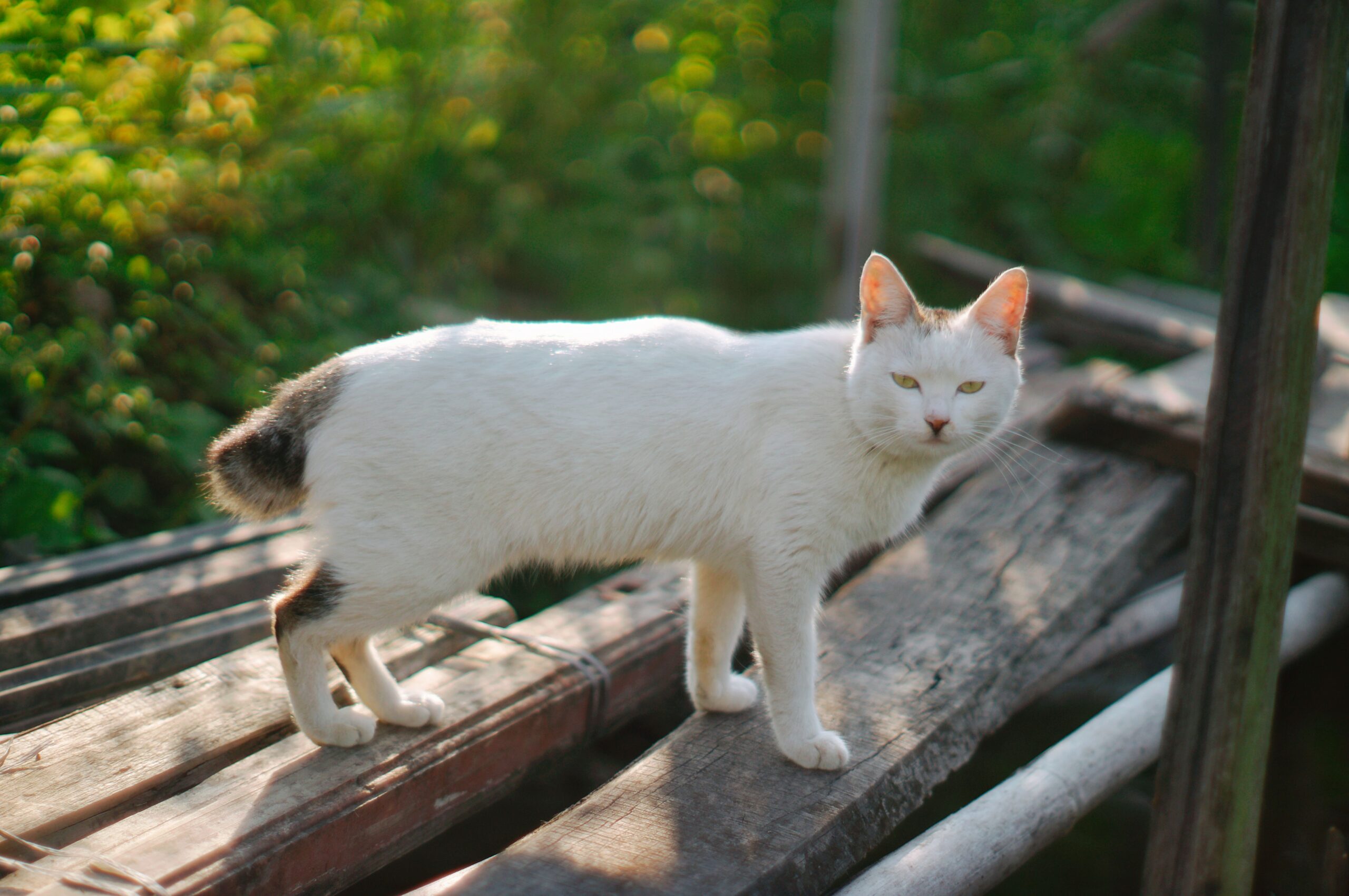 Japanese Bobtail Katze mit typischem Pompon-Schwanz