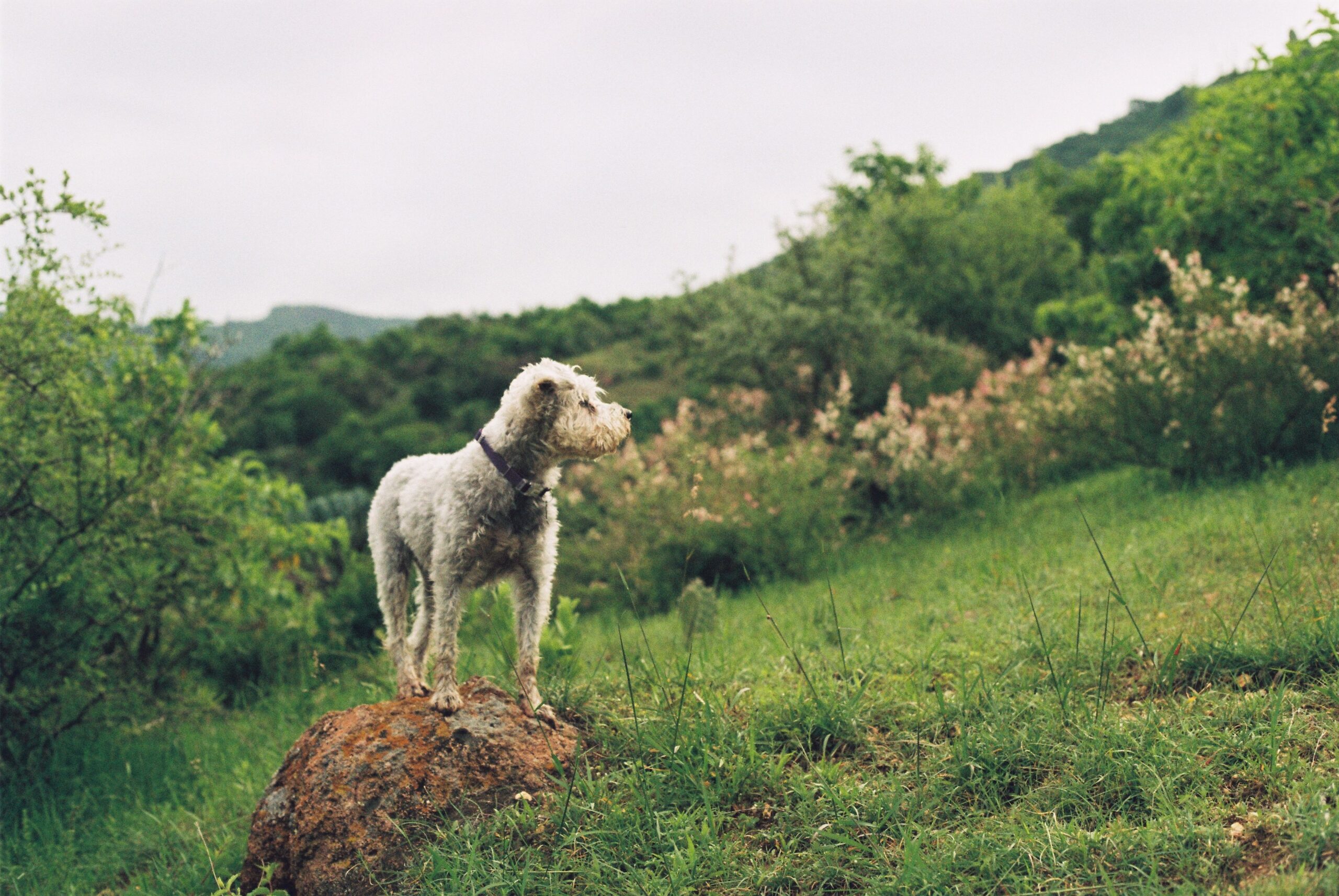 Lagotto Romagnolo bei der Beschäftigung mit seinem Halter