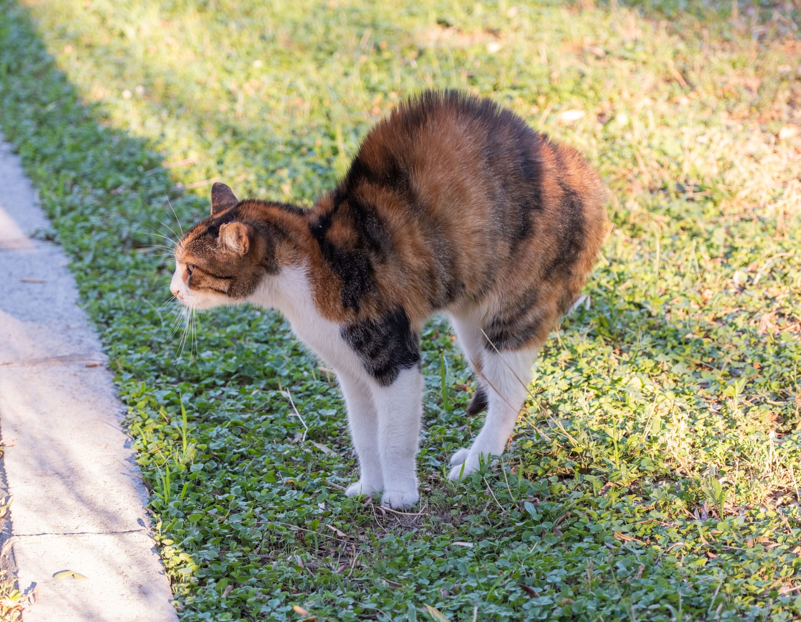 Japanese Bobtail Katze bei der tierärztlichen Untersuchung