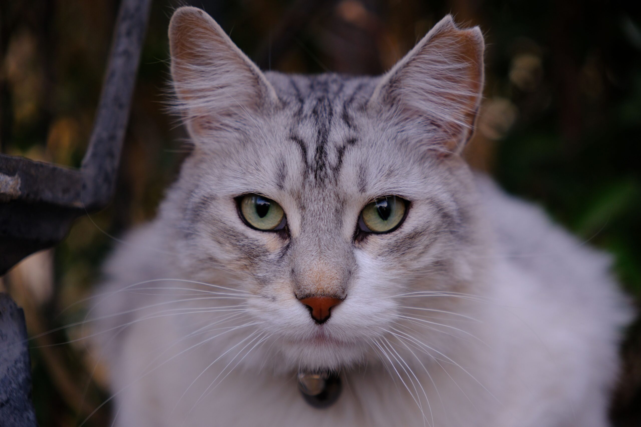 Orientalisch Langhaar Katze bei der tierärztlichen Augenuntersuchung