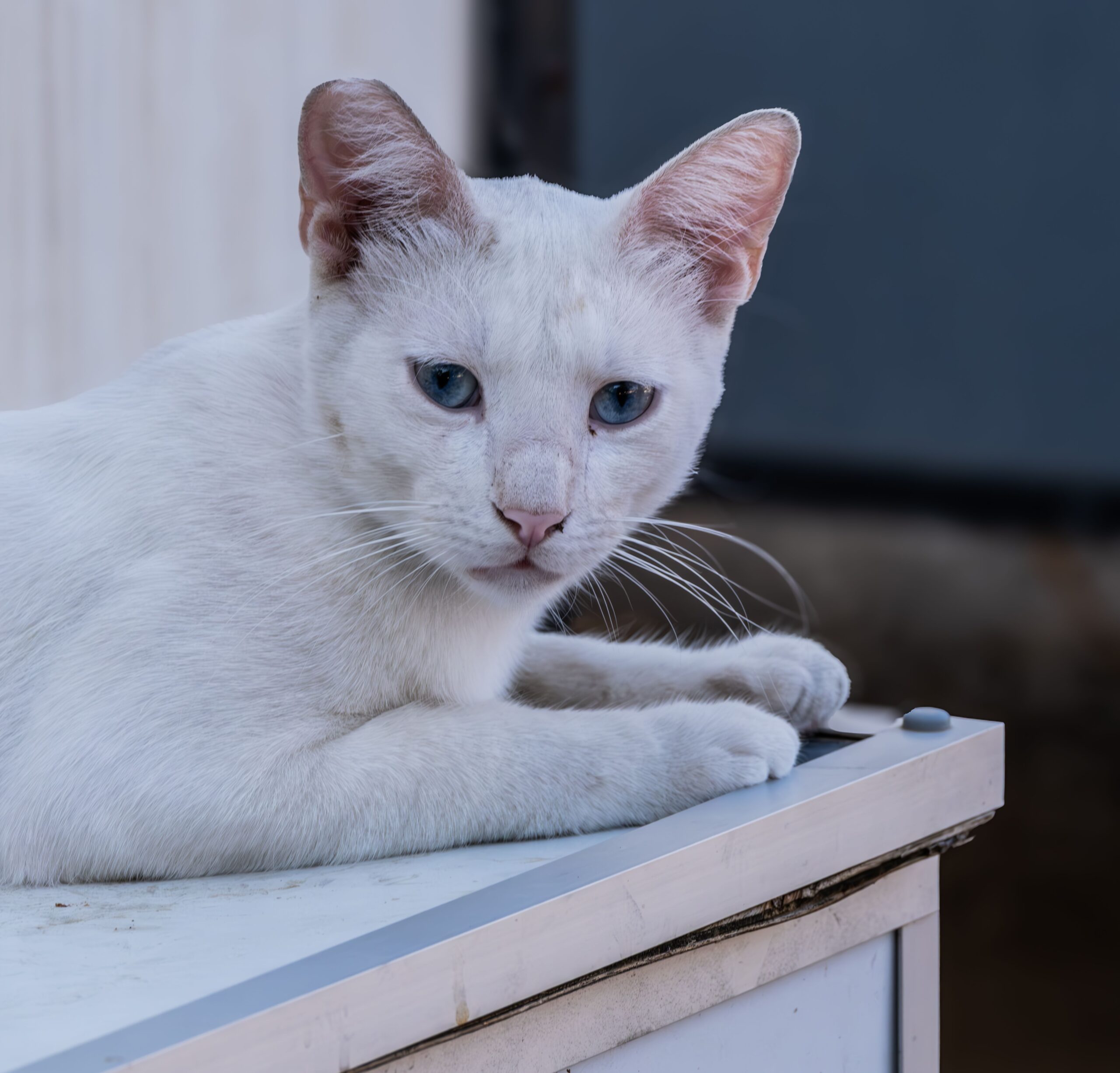 Khao Manee Katze beim neugierigen Spielen in der Wohnung