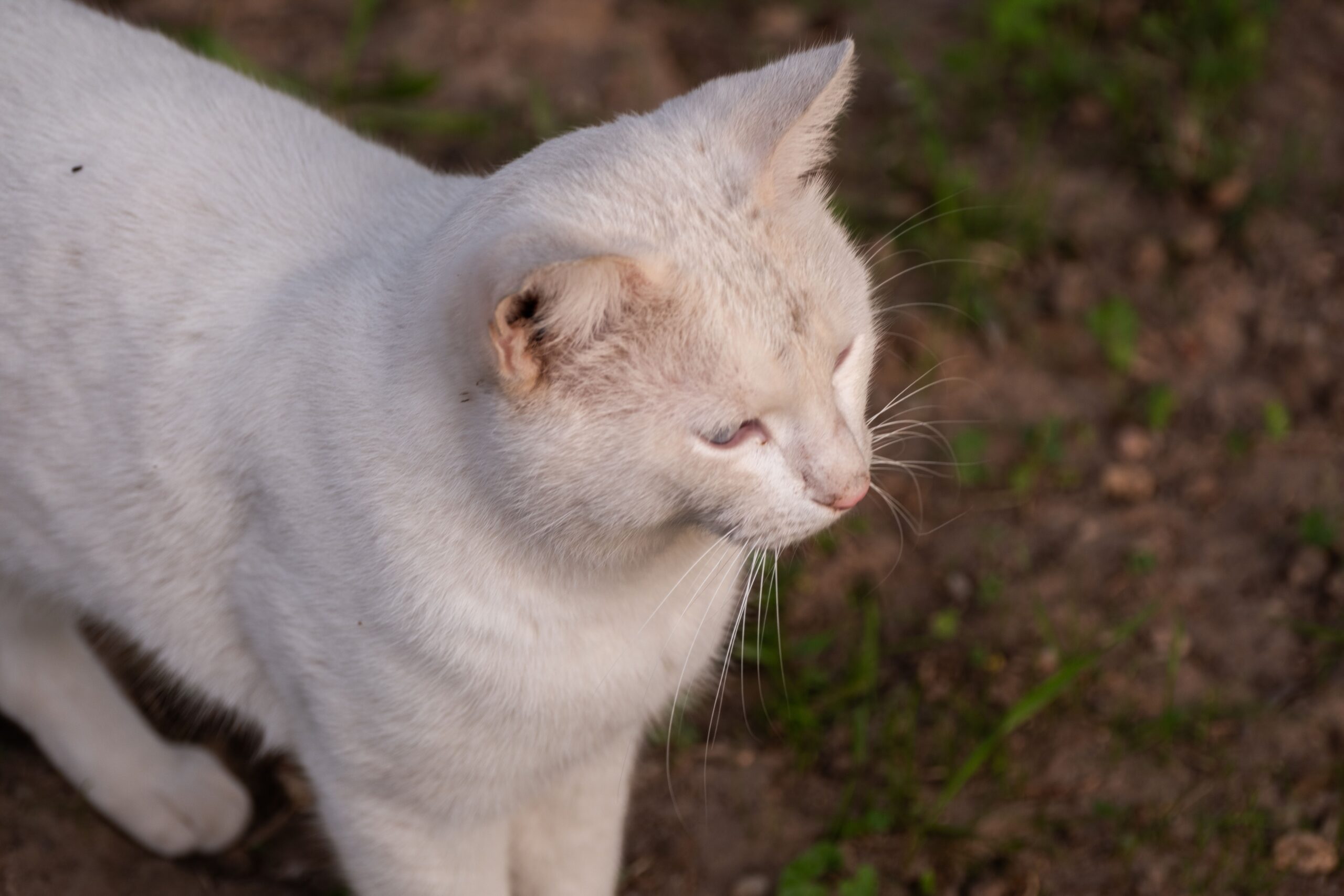 Khao Manee Katze bei der tierärztlichen Untersuchung