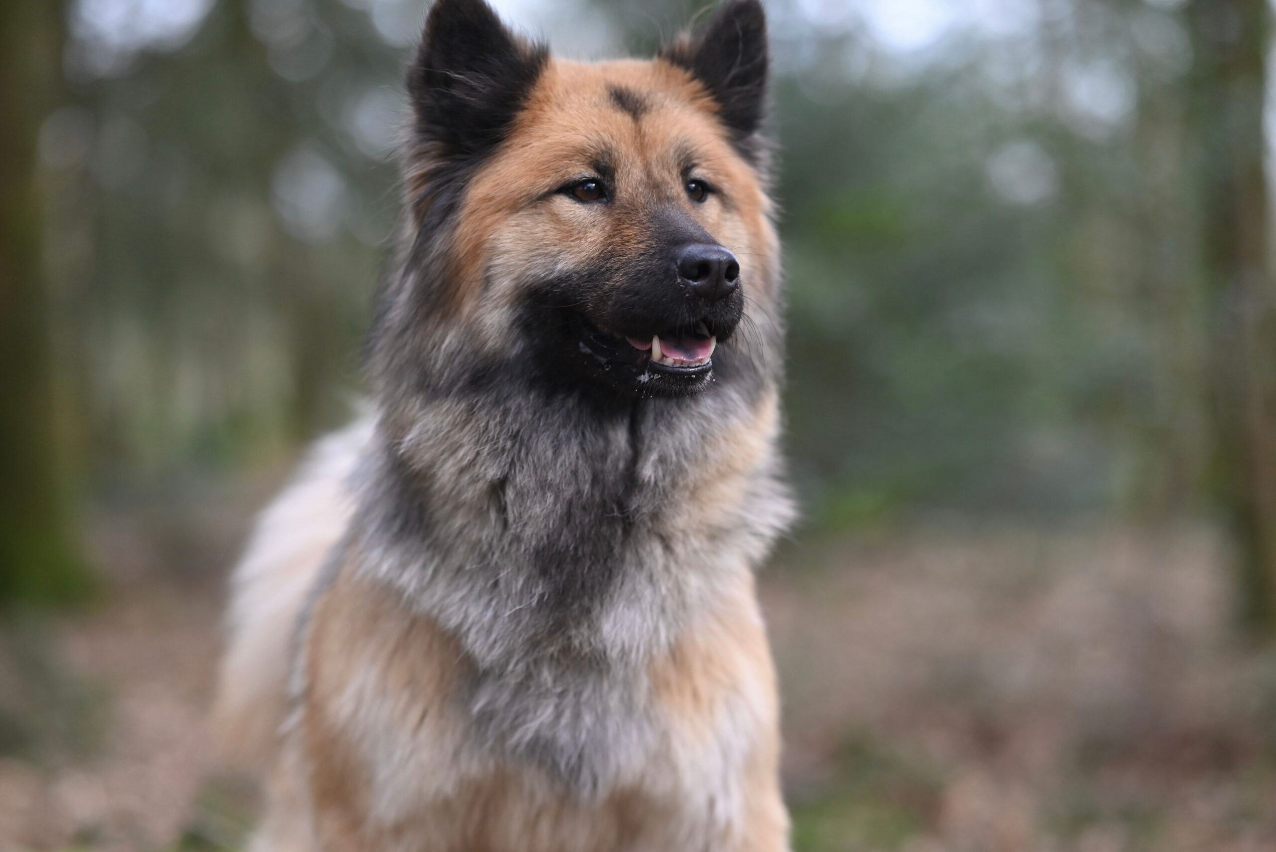 Eurasier mit dichtem flauschigem Fell im Freien