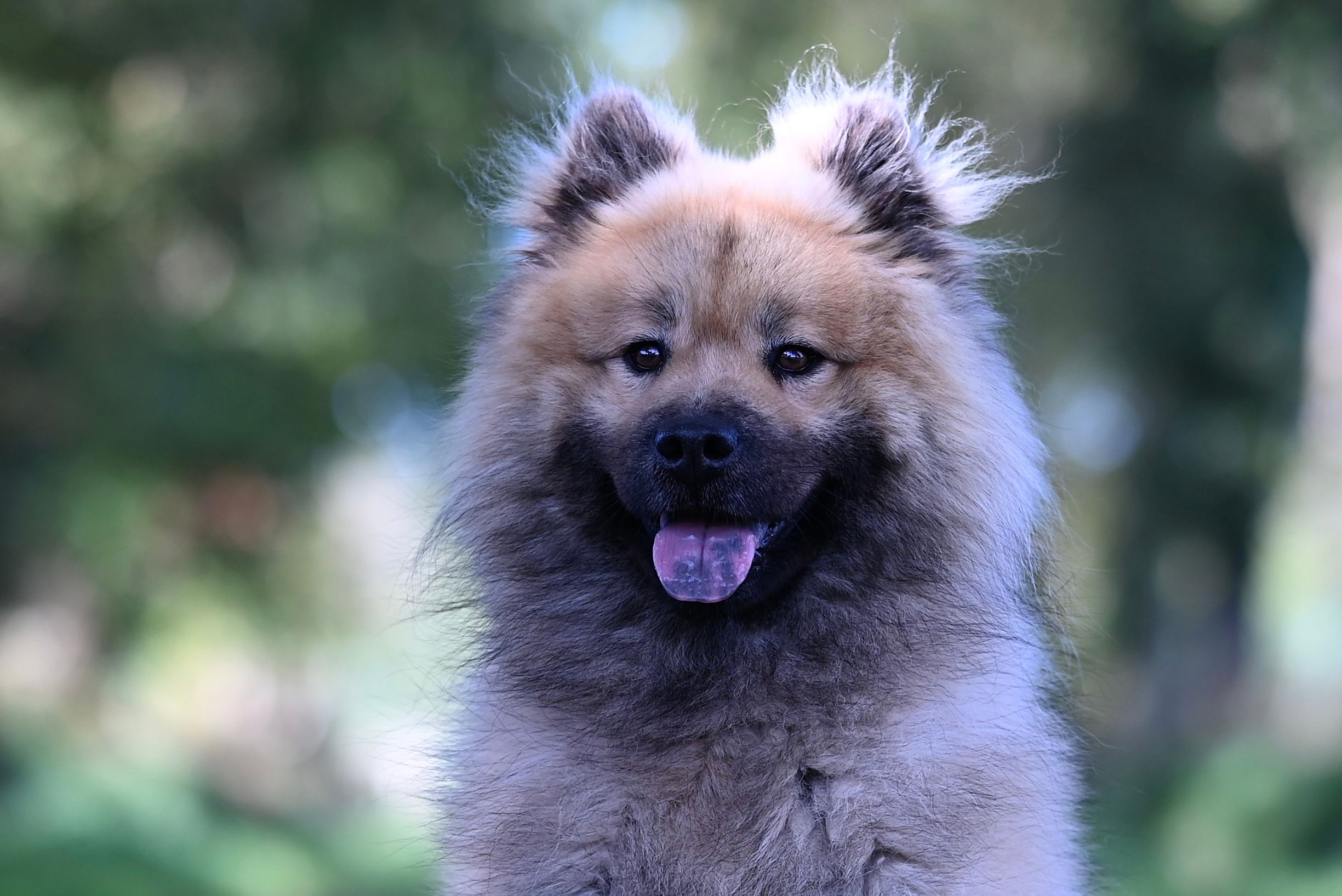 Keeshond mit dichtem grauem Fell im Freien