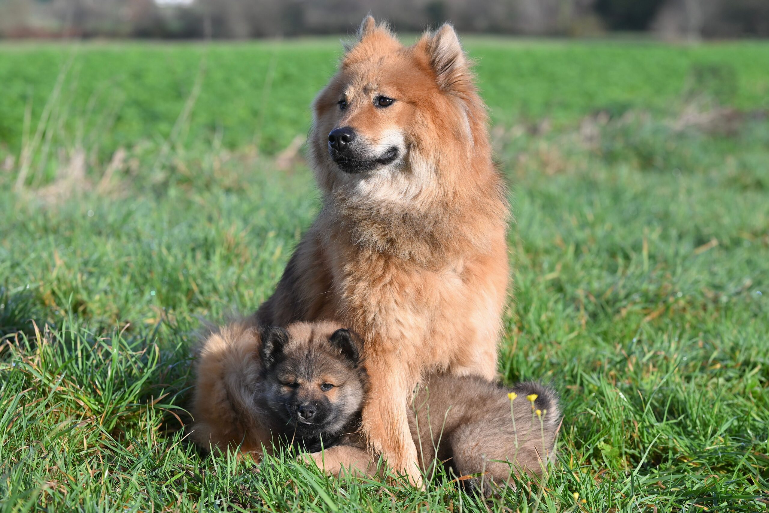 Eurasier aufmerksam in der Natur