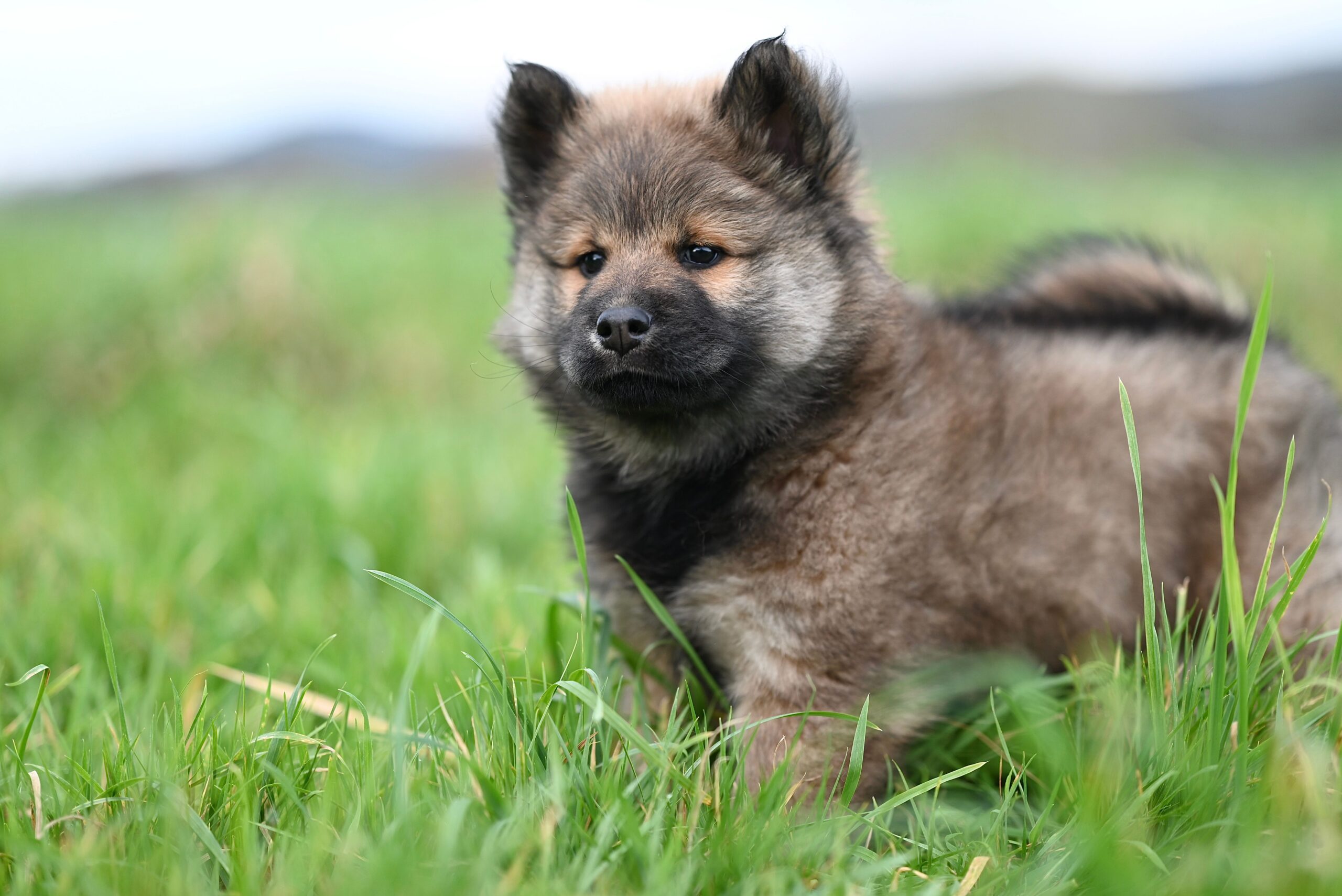 Keeshond aufmerksam in der Natur