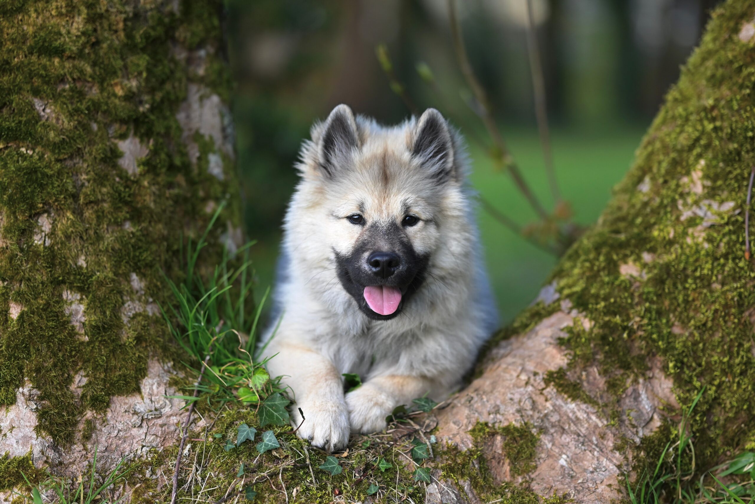 Keeshond beim Spaziergang mit seinem Halter