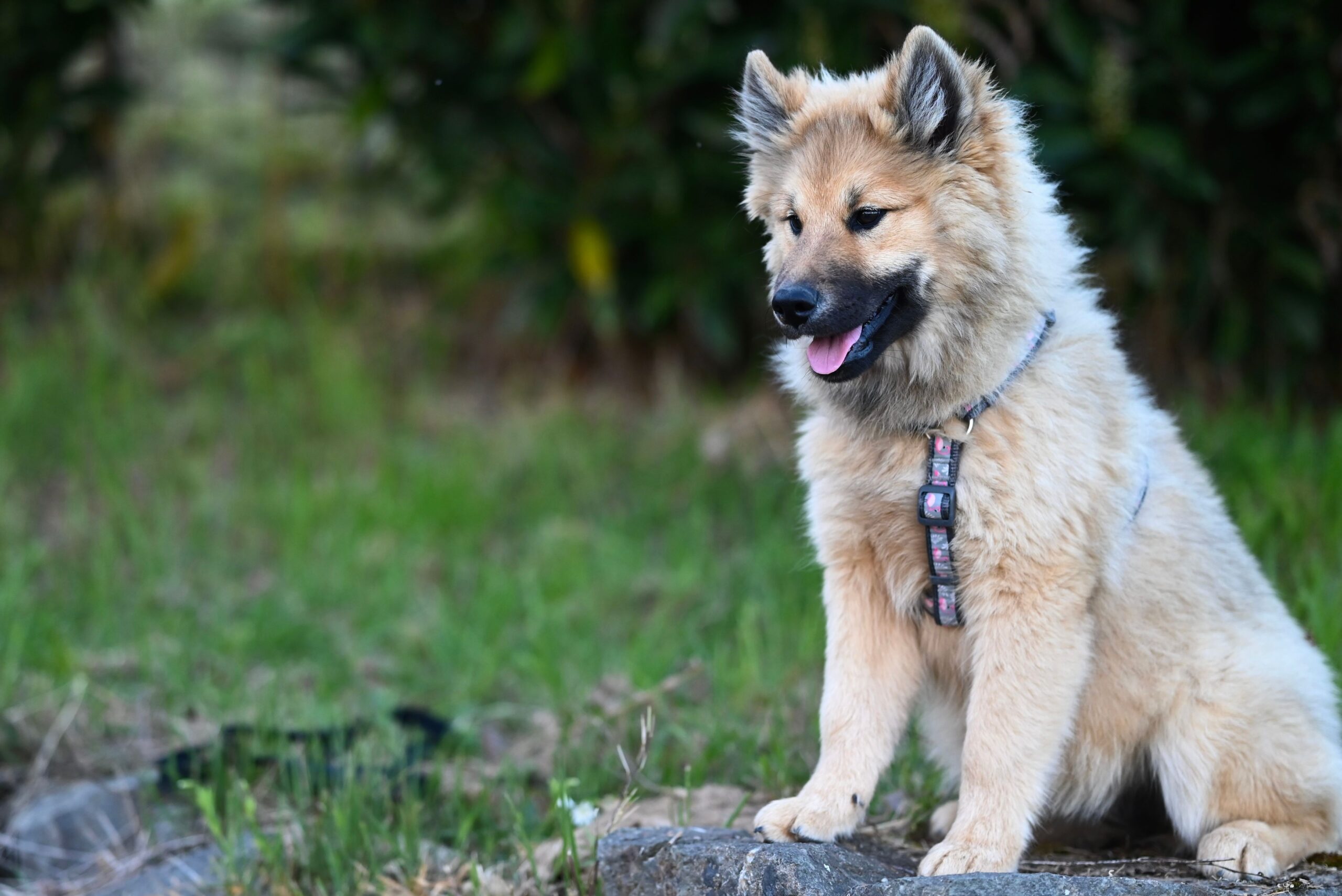 Eurasier beim Spaziergang mit seiner Familie