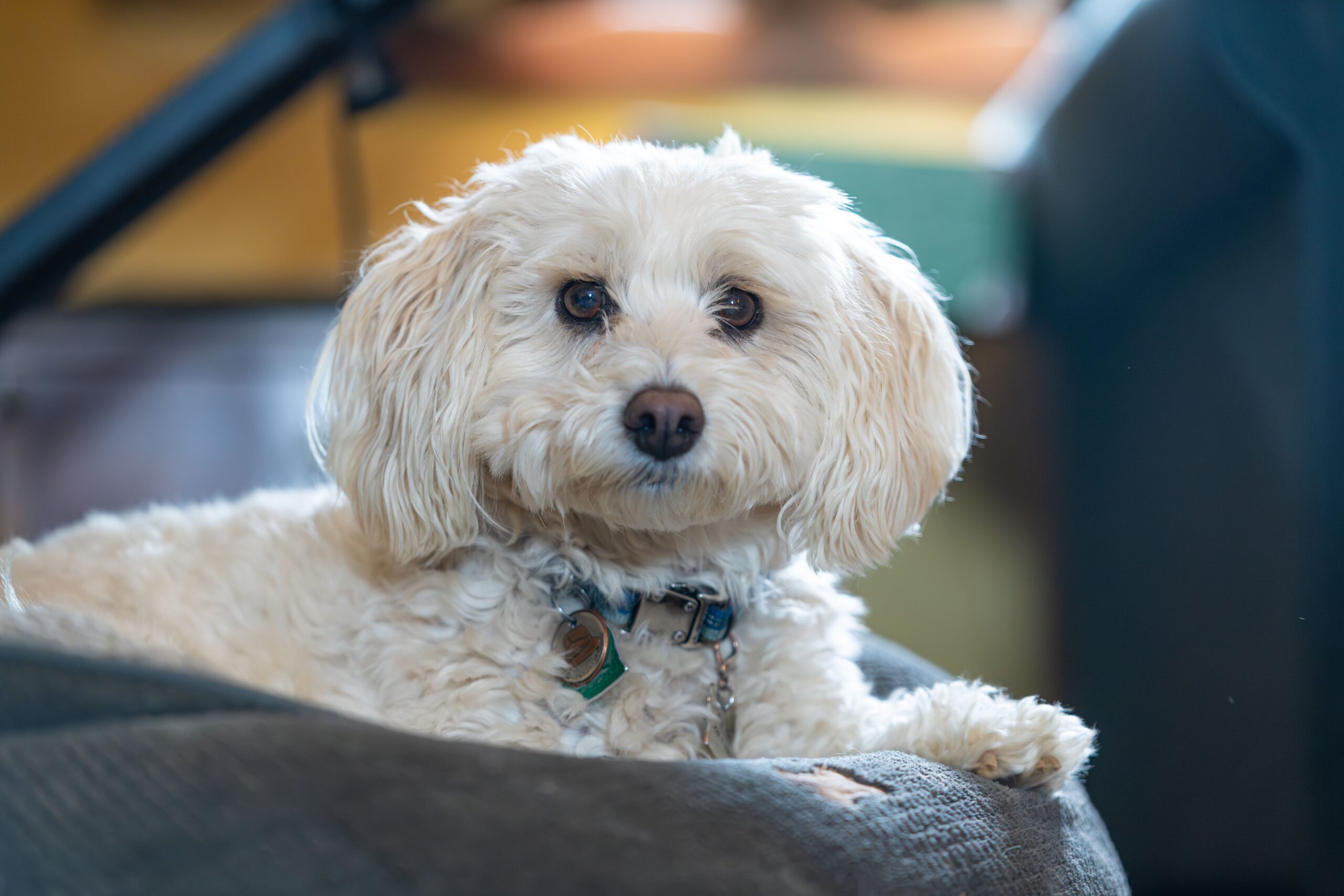 Maltipoo mit weichem lockigem Fell