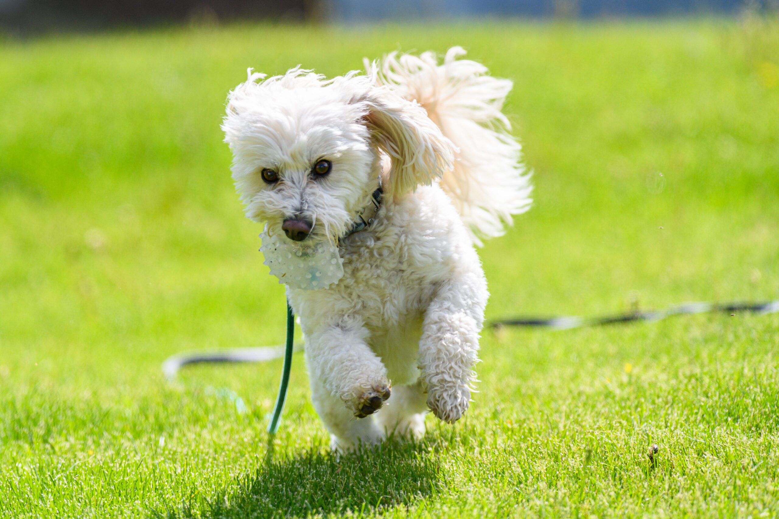 Maltipoo beim Spielen mit seiner Familie