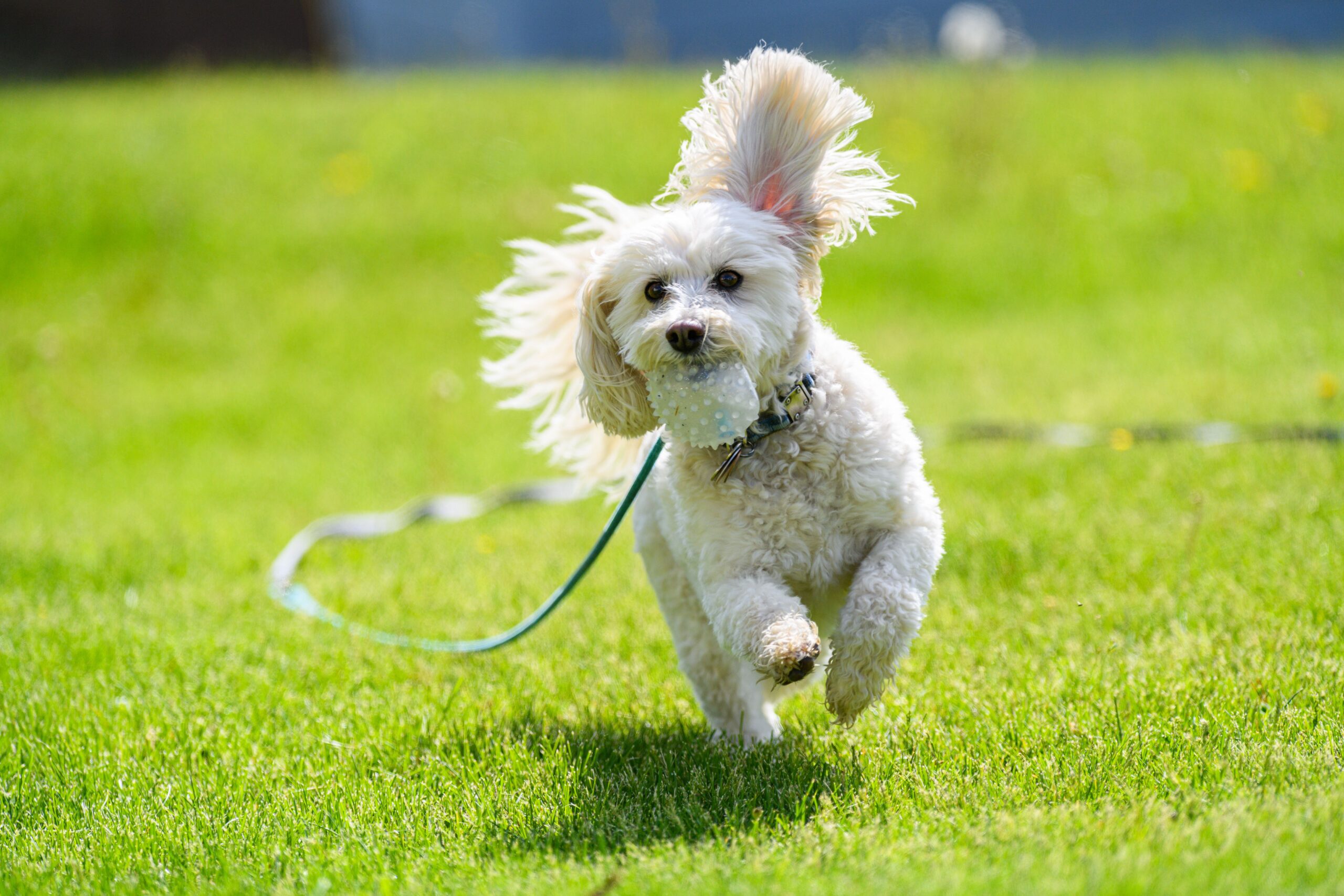 Cavapoo aufmerksam in der Natur