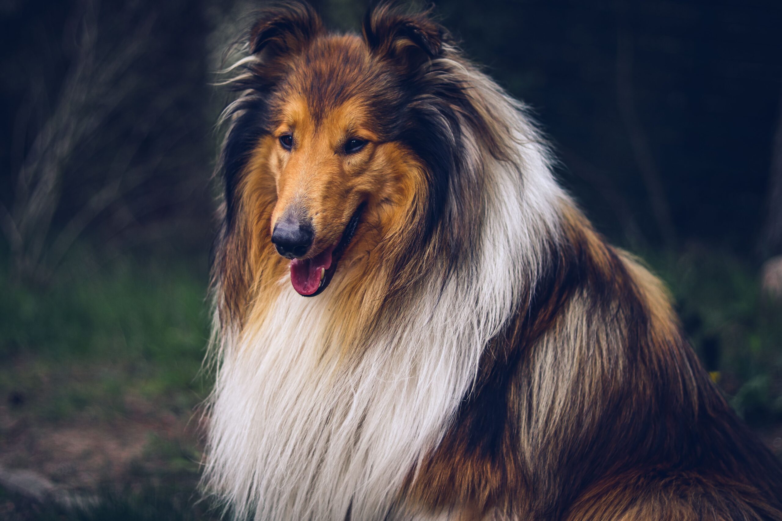 Collie mit langem dichtem Fell im Freien