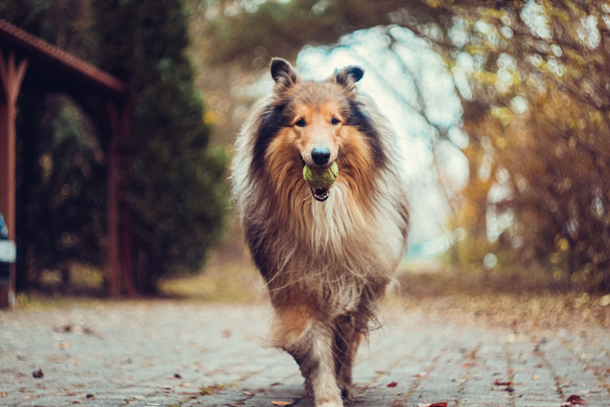 Collie aufmerksam in der Natur