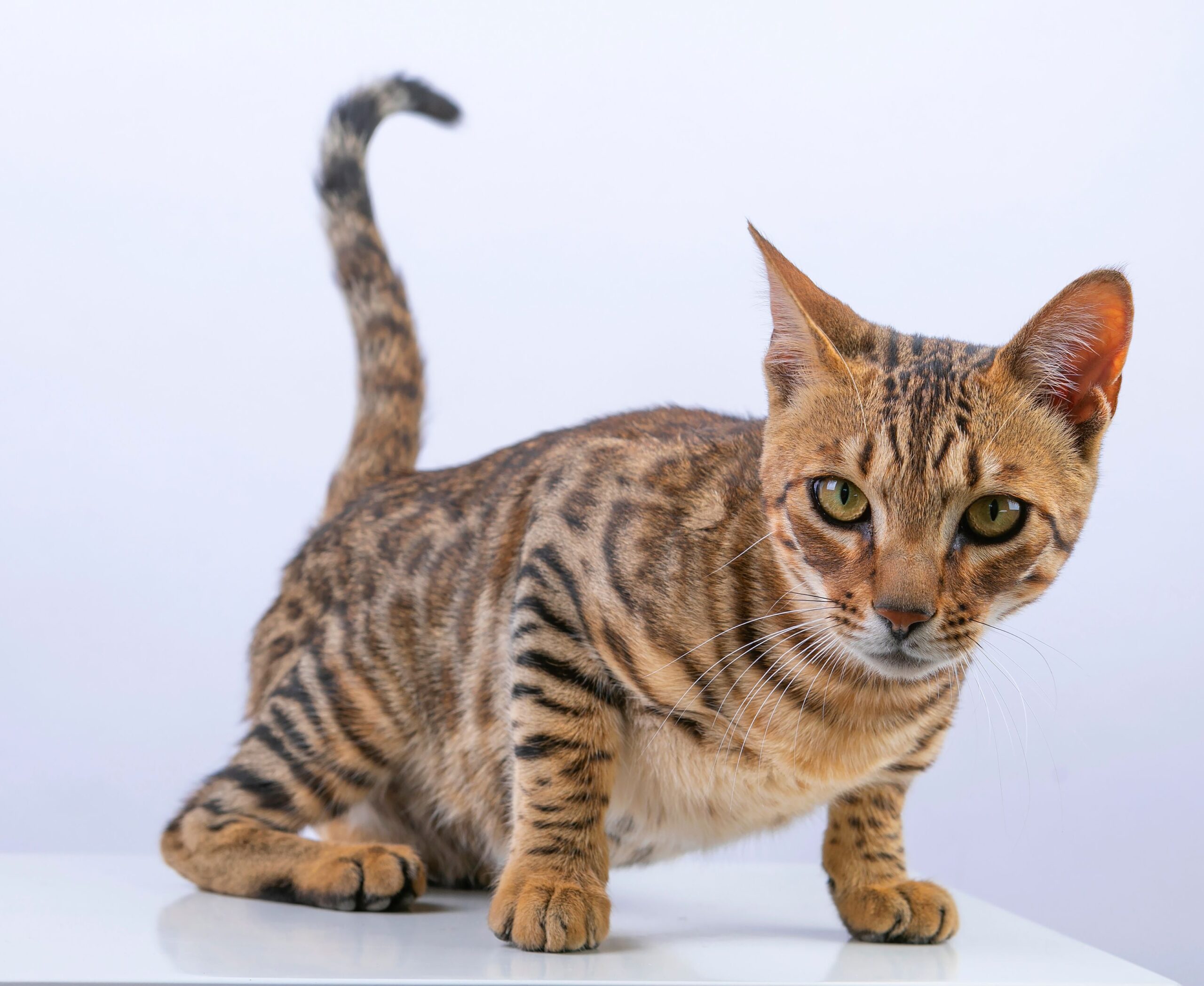 Toyger Katze beim Spielen – intelligente und aktive Katzenrasse mit Tigeroptik