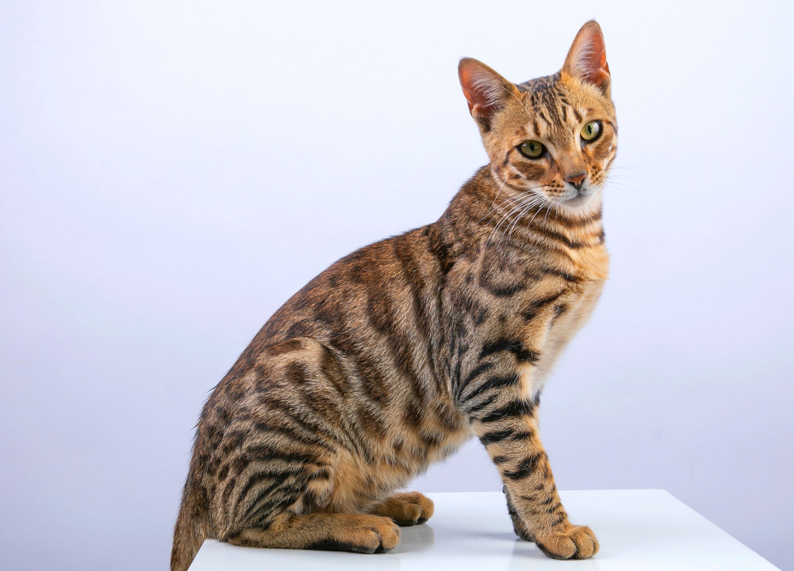 Ocicat Katze mit kontrastreichem geflecktem Fell