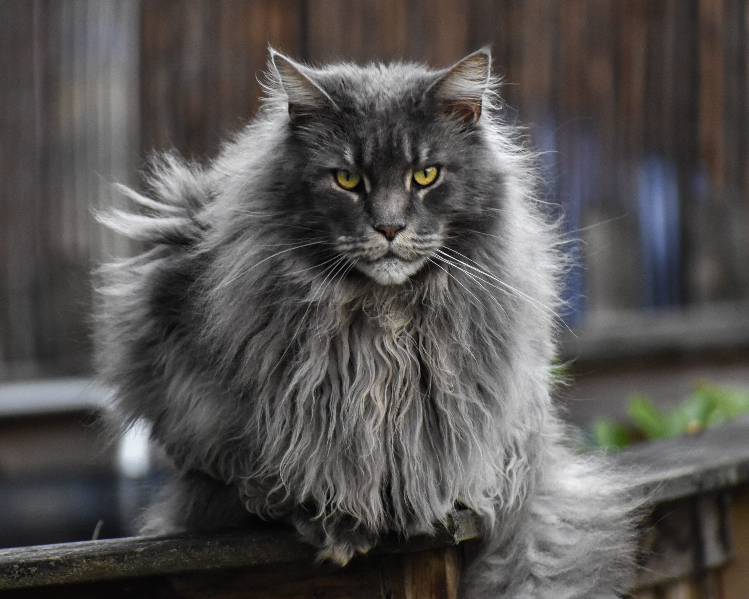 Maine Coon Katze beim Spielen und Apportieren