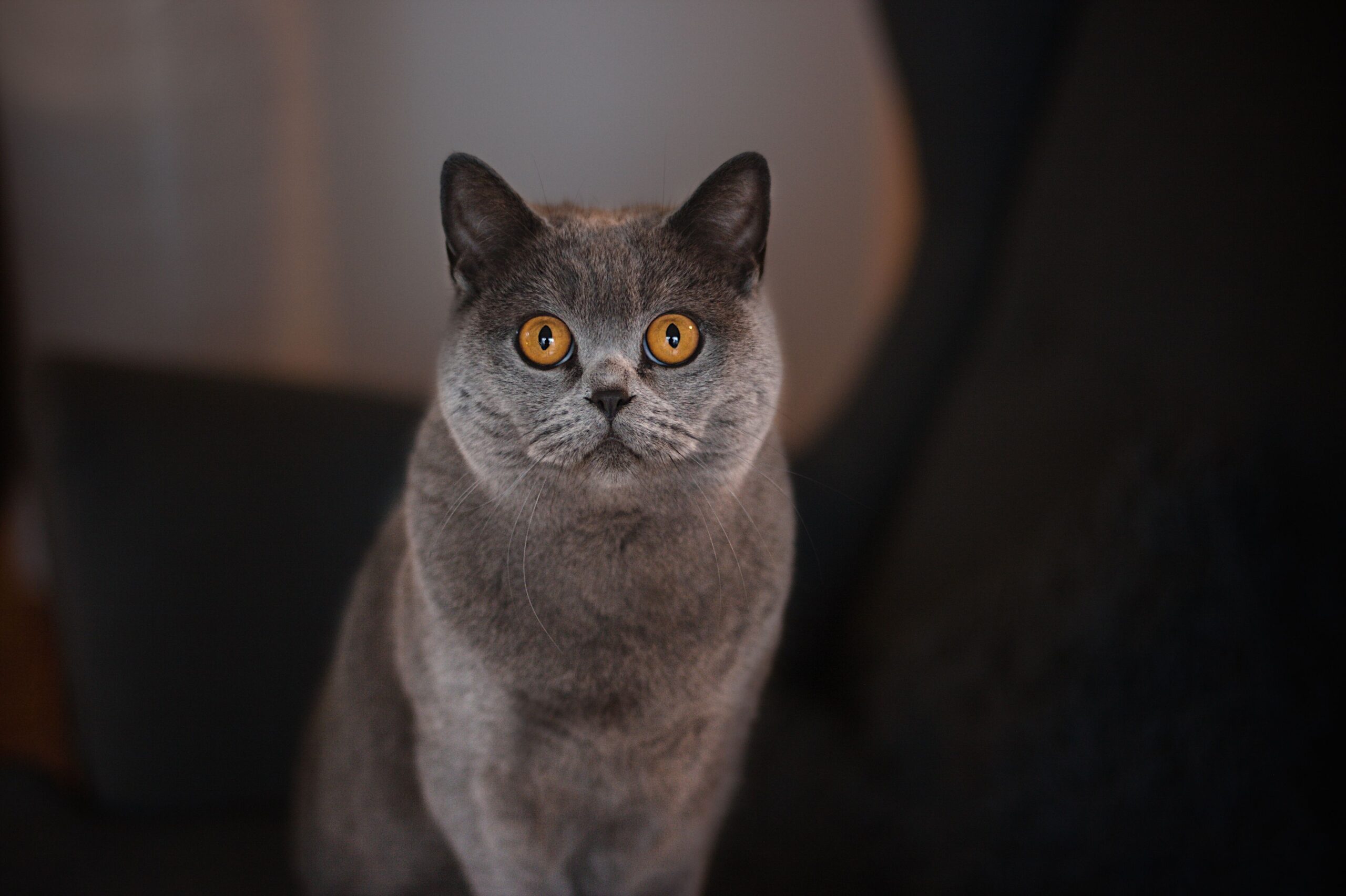 Britisch Kurzhaar Katze entspannt in der Wohnung