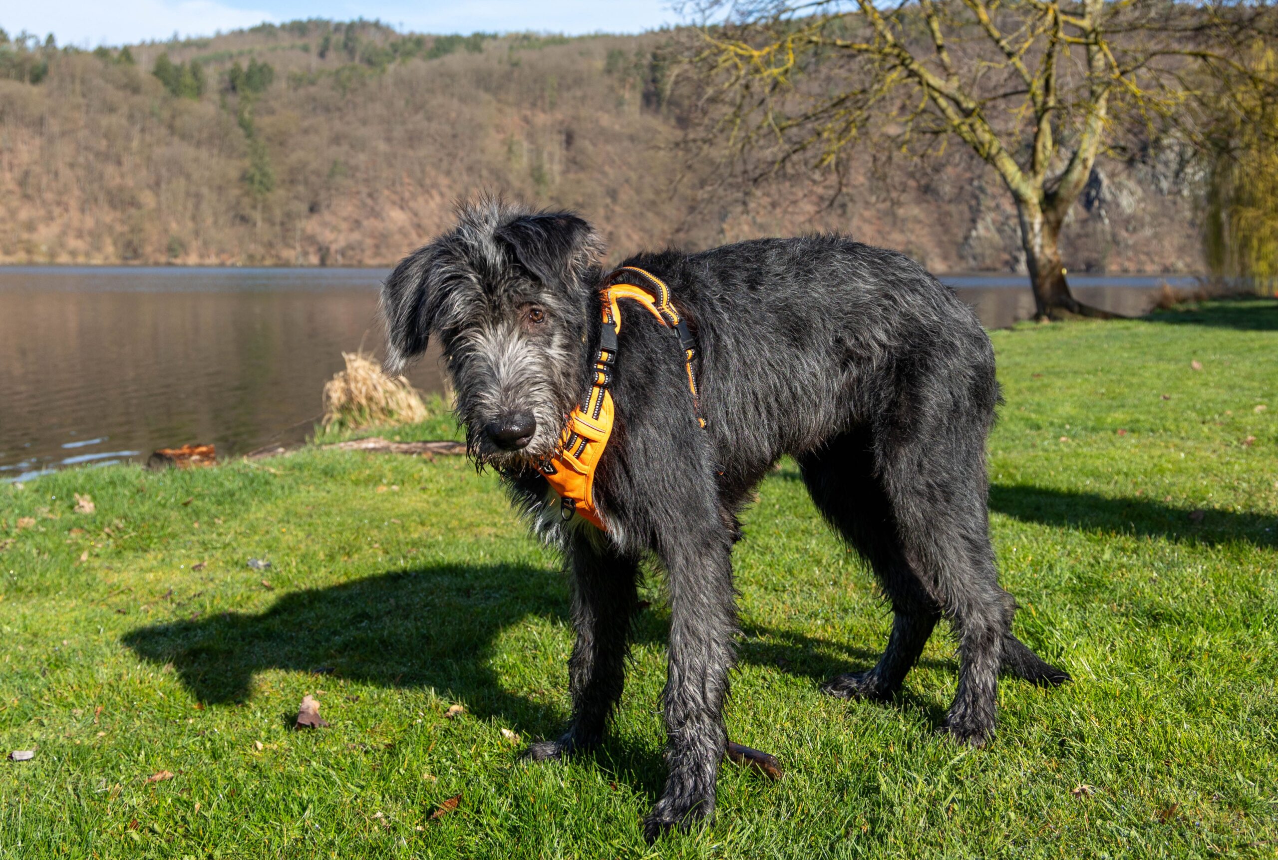 Irish Wolfhound mit beeindruckender Körpergröße in der Natur