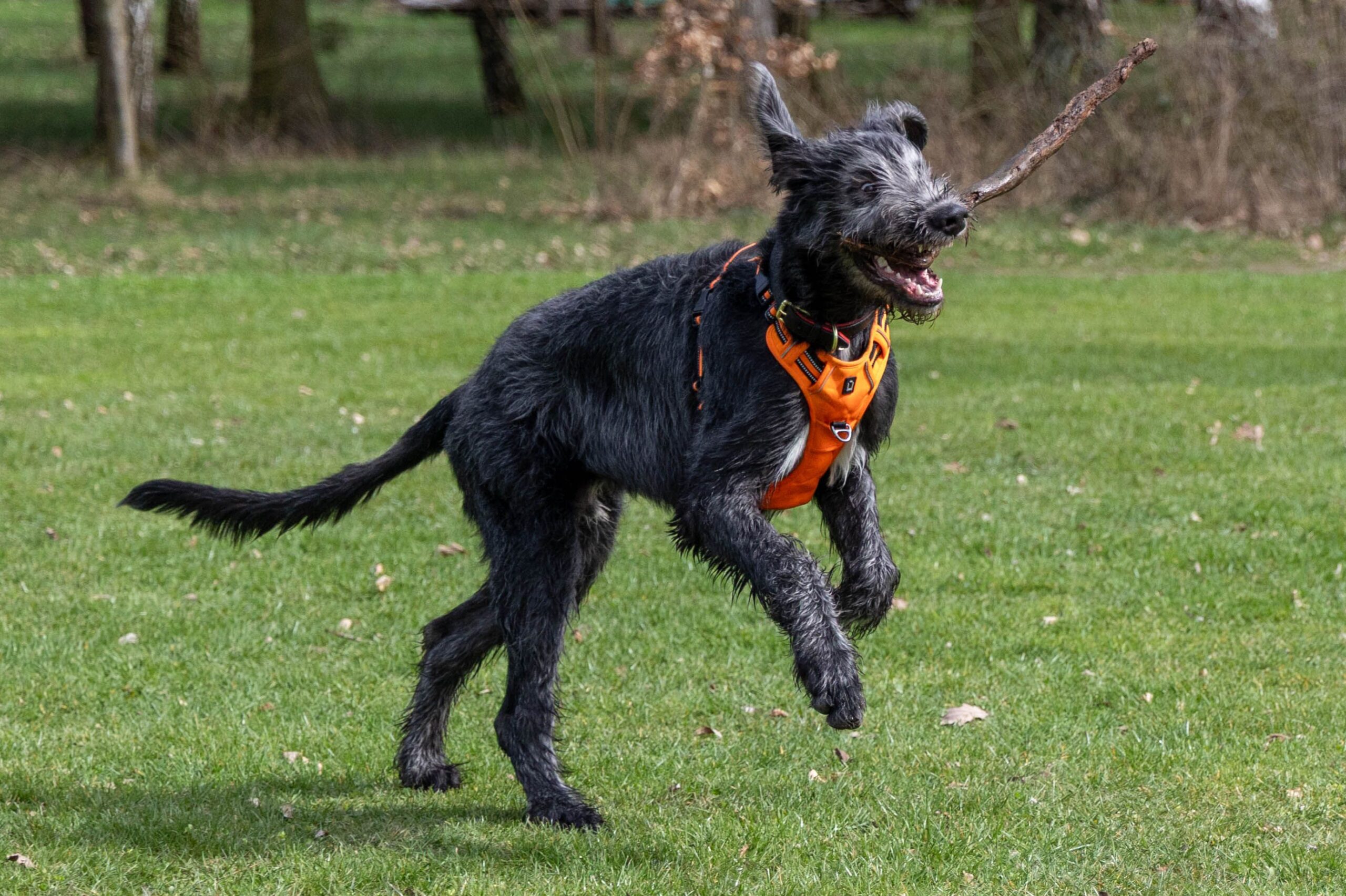 Irish Wolfhound mit rauem Fell im Freien