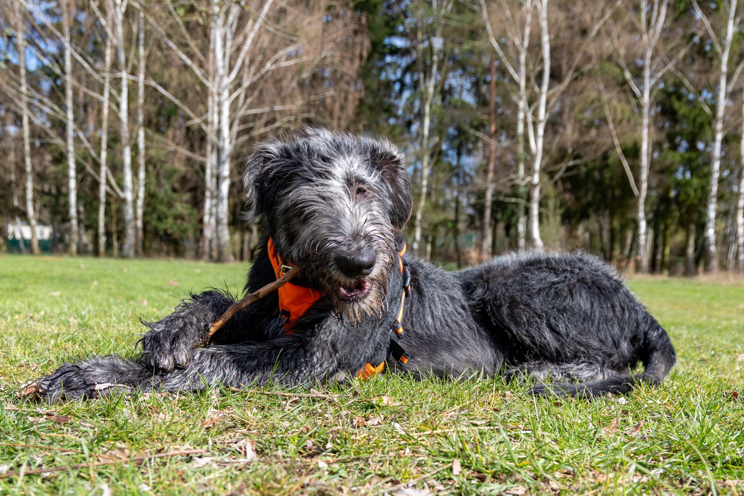 Irish Wolfhound beim Spaziergang mit seinem Halter