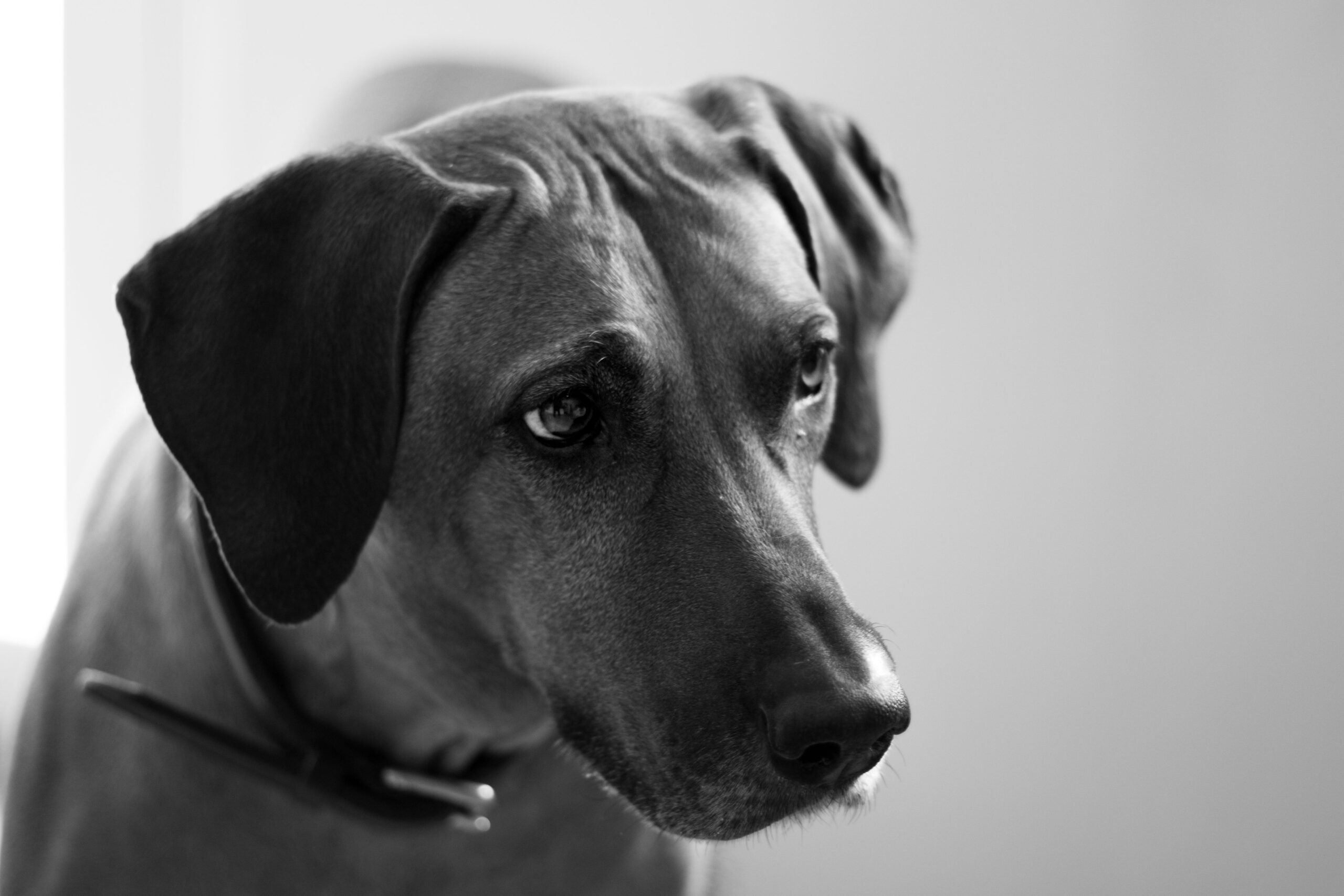 Rhodesian Ridgeback beim Spaziergang mit seinem Halter