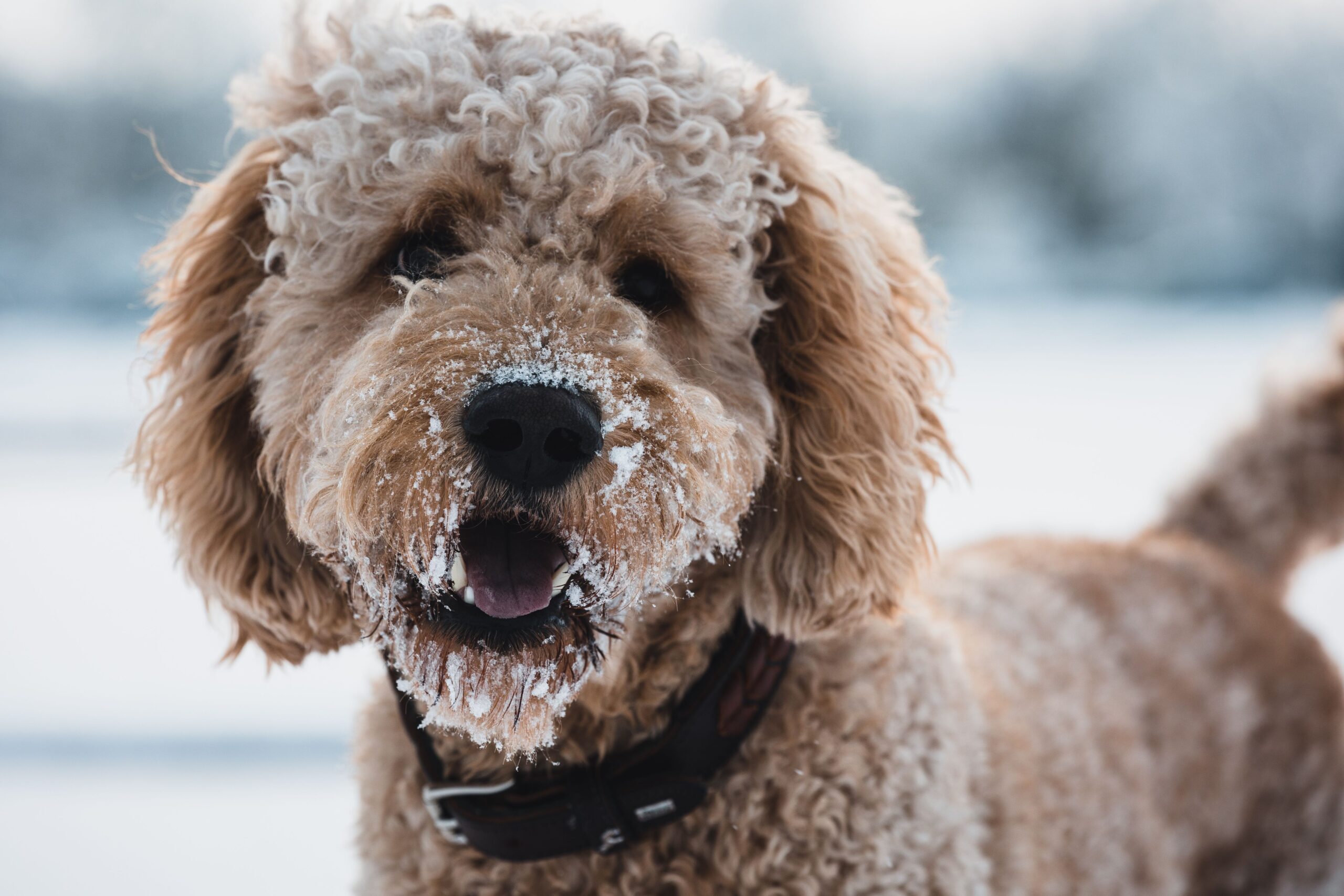 Goldendoodle mit weichem lockigem Fell im Freien