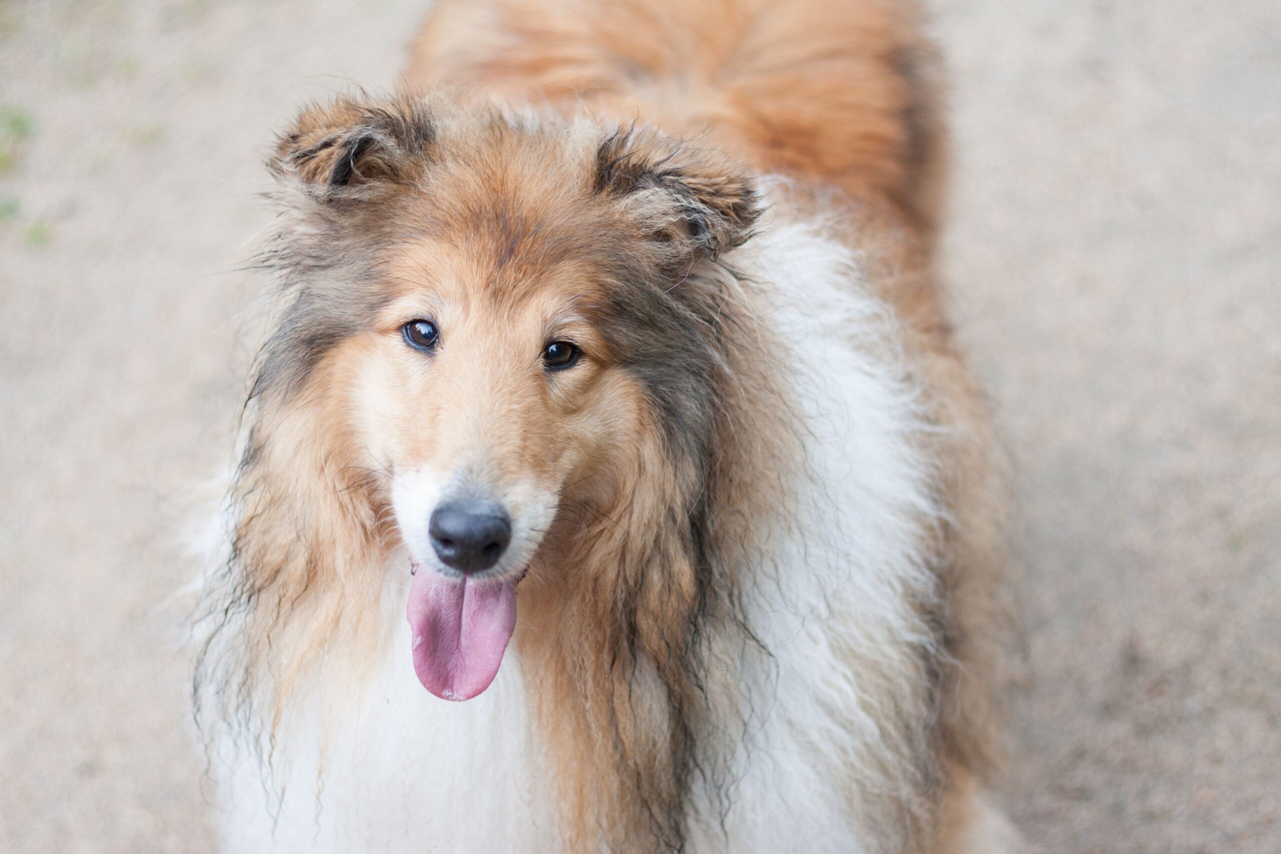 Collie beim Spaziergang mit seinem Halter