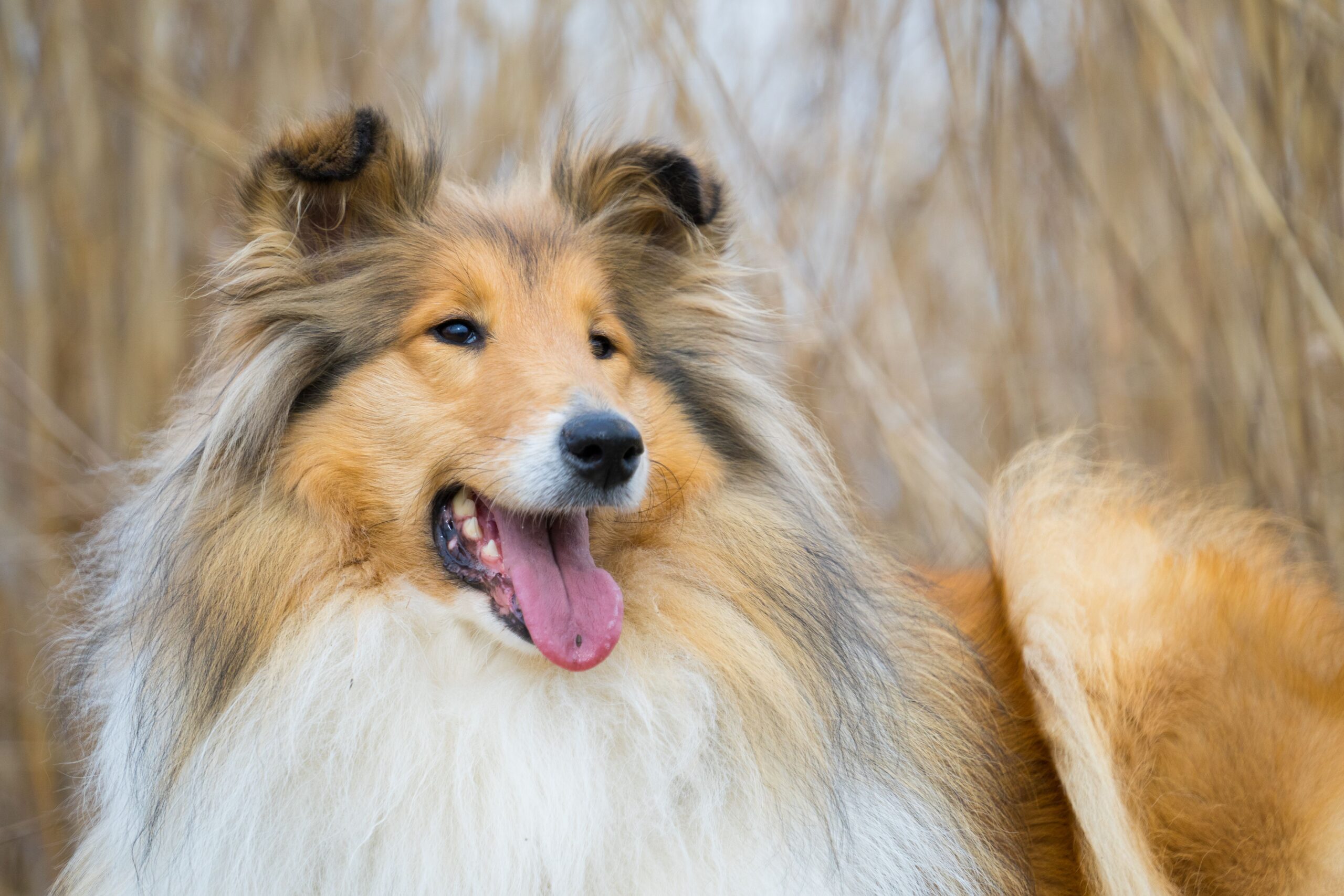Sheltie mit dichtem langem Fell im Freien