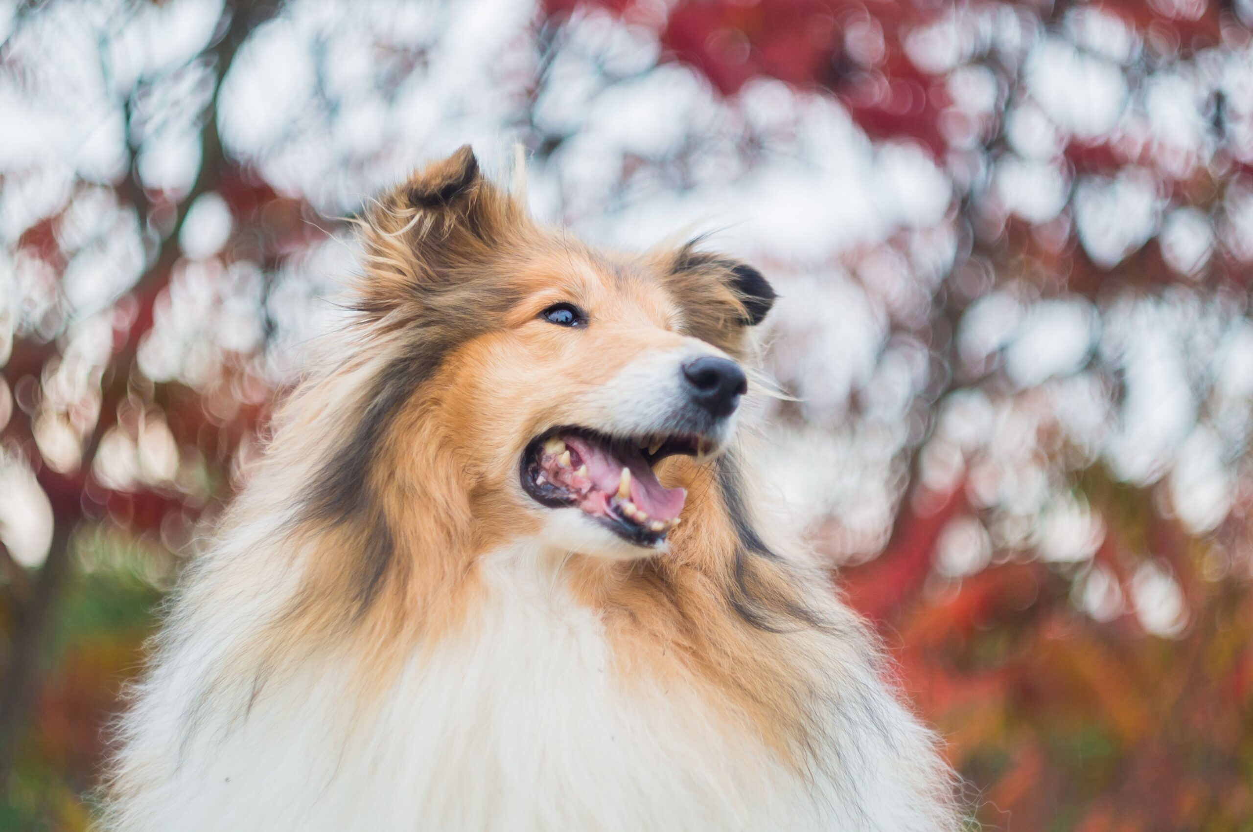 Sheltie beim Training mit seinem Halter