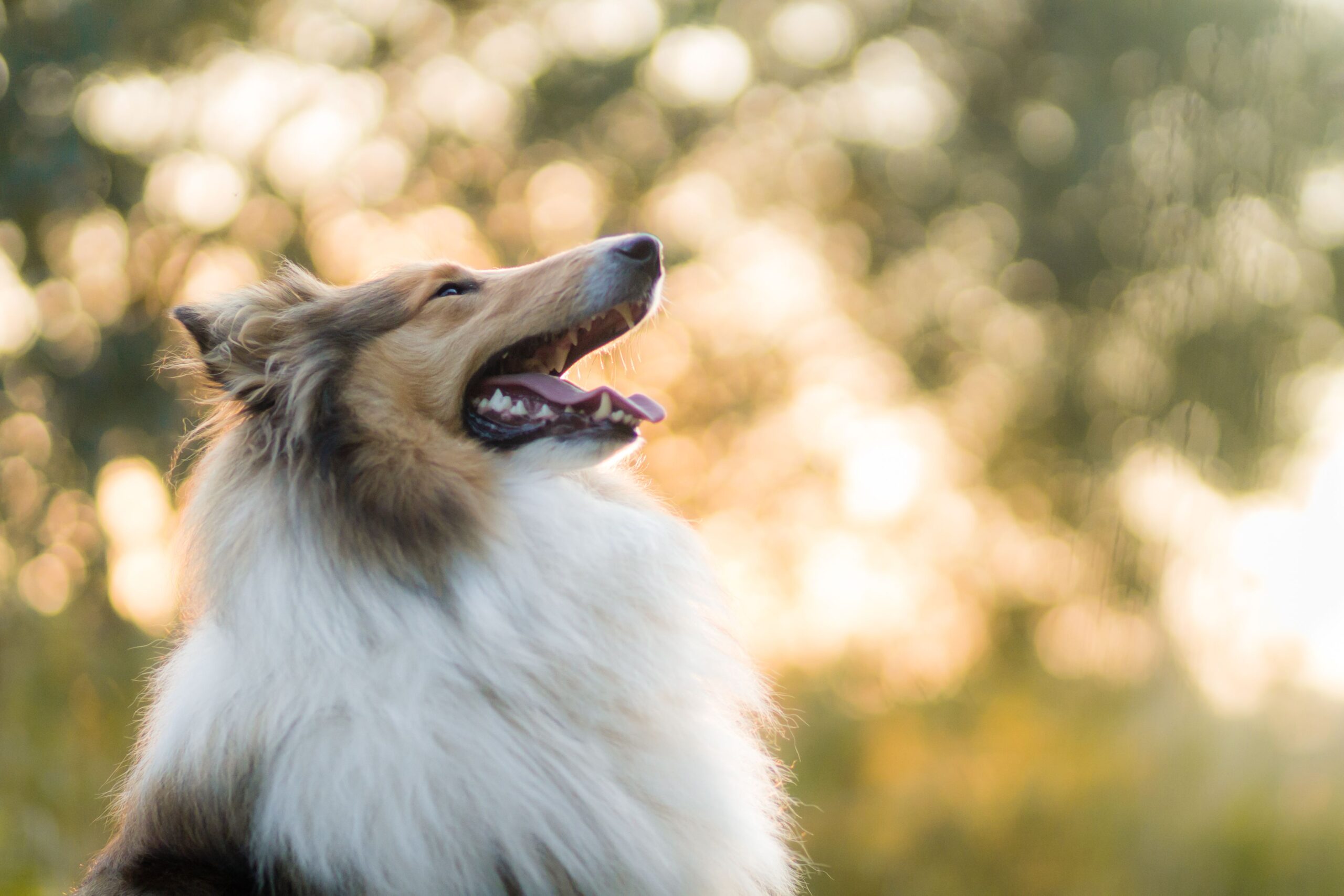 Gesunder Sheltie beim Laufen in der Natur