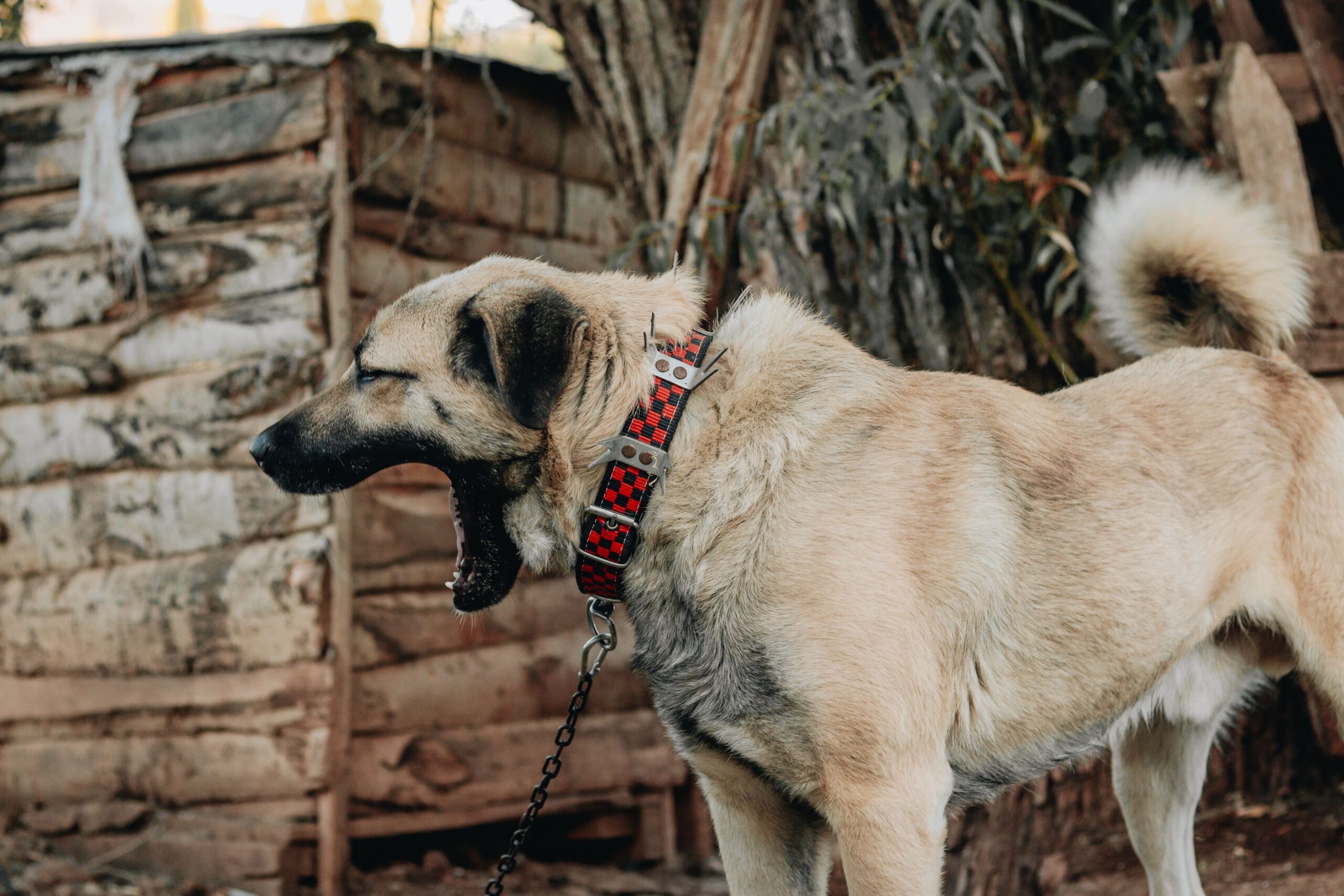 Kangal beim Spaziergang mit seinem Halter