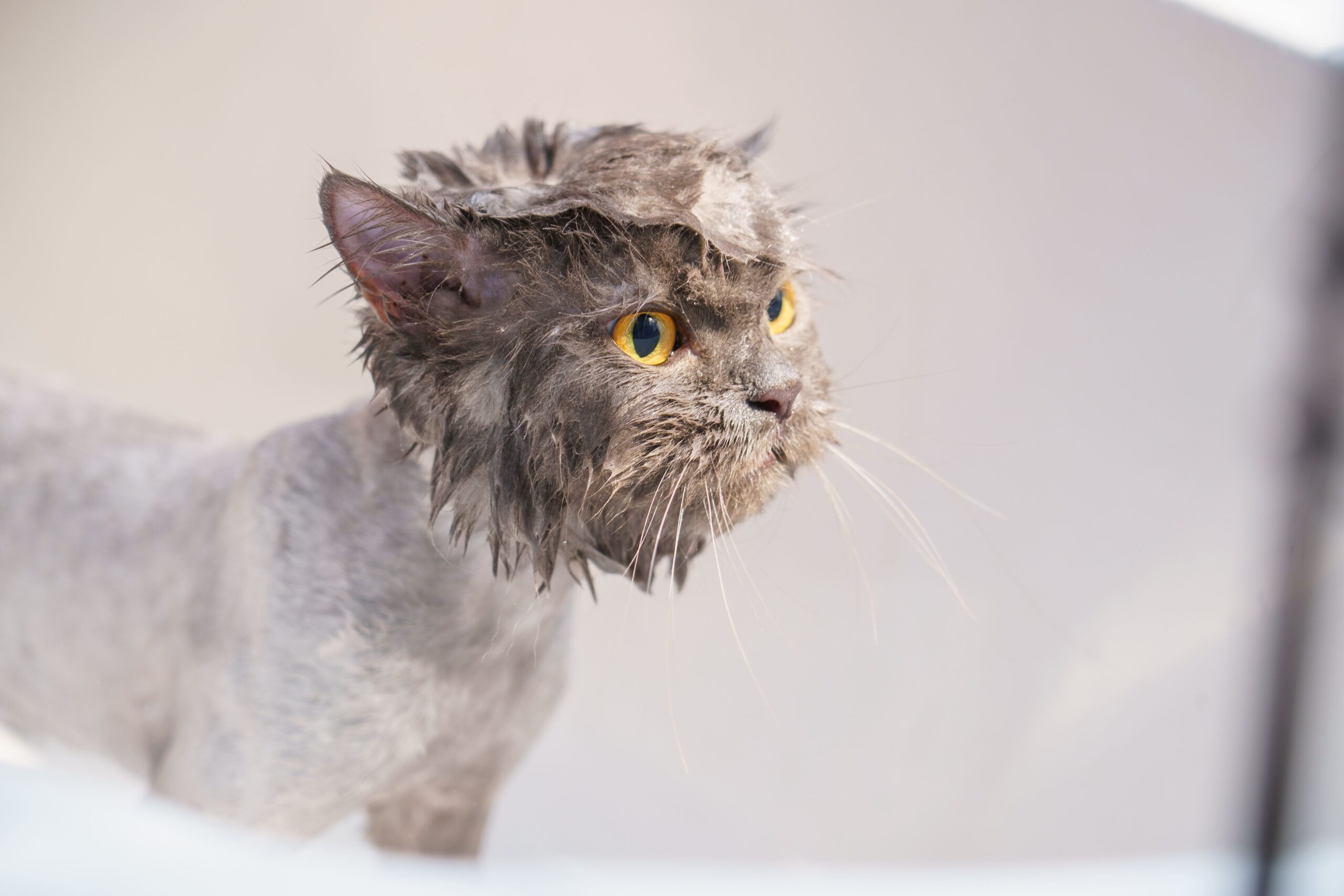 Lykoi Katze beim jagdorientierten Spielen