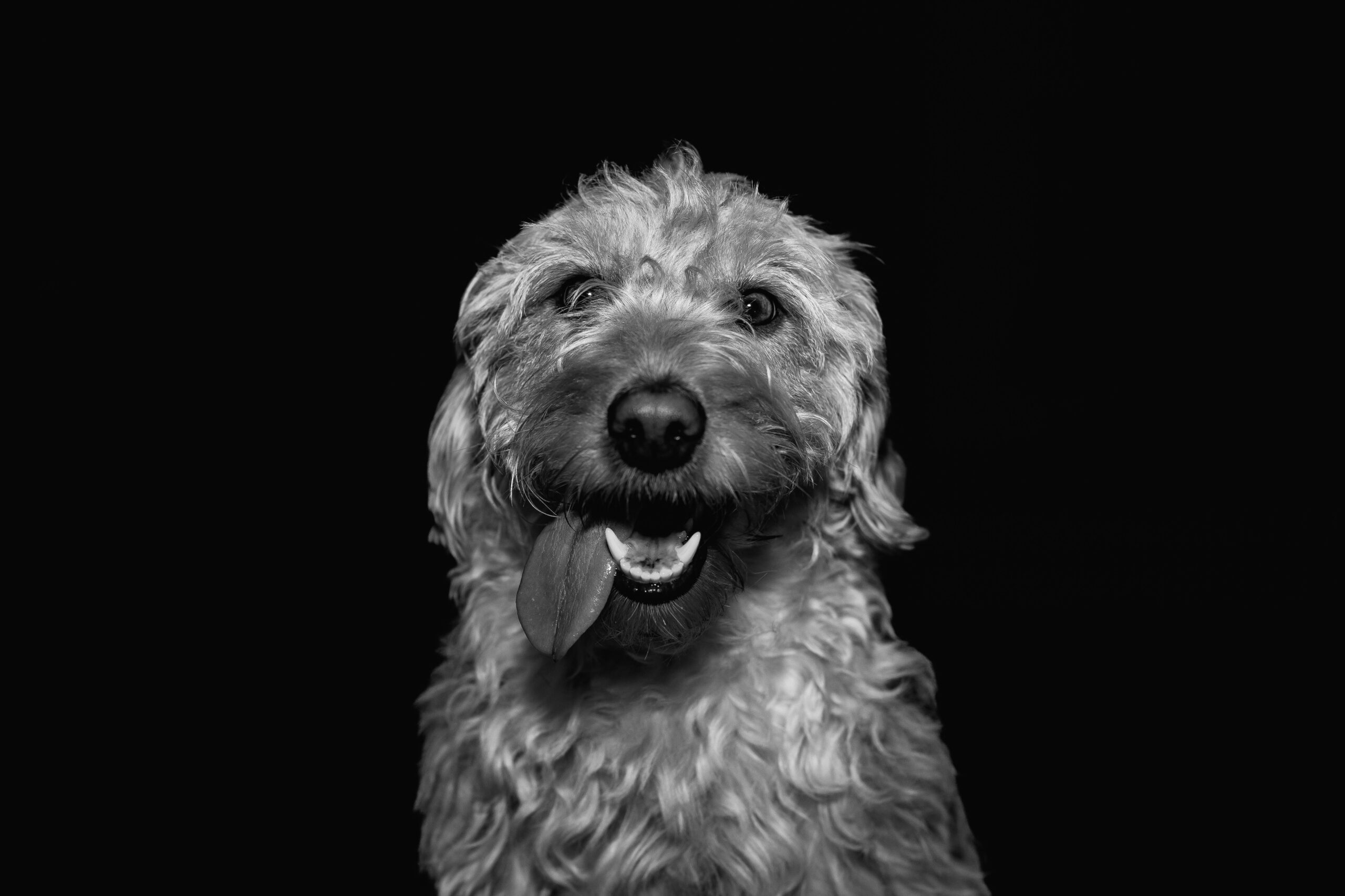 Labradoodle beim Spielen mit seiner Familie