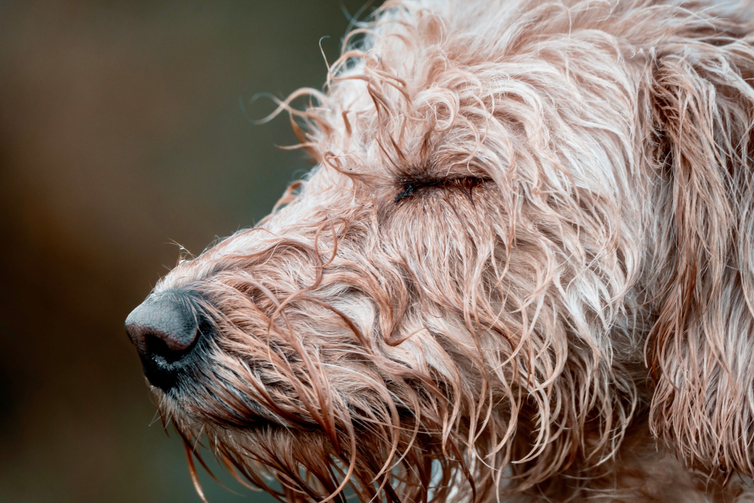 Labradoodle mit lockigem Fell im Freien