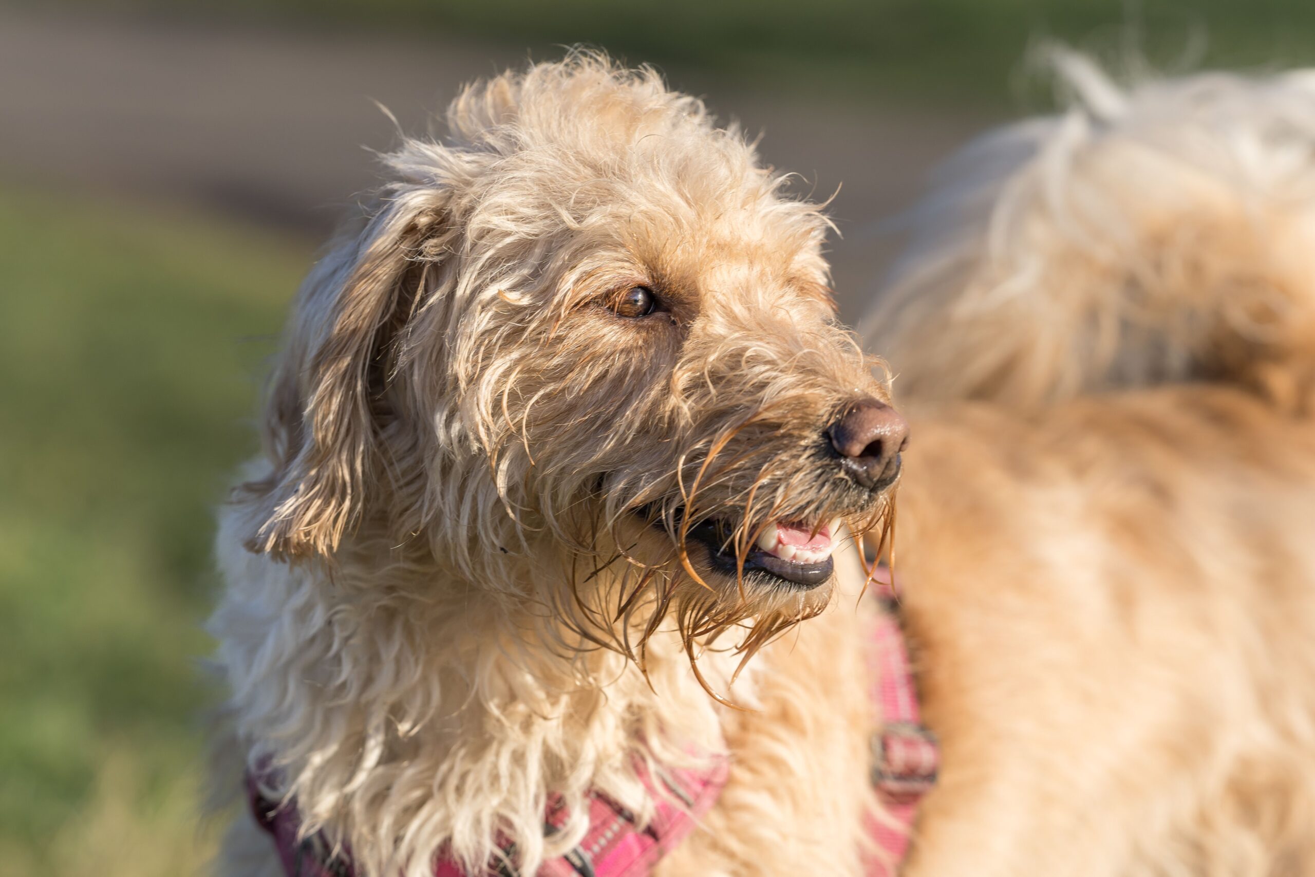 Goldendoodle aufmerksam in der Natur
