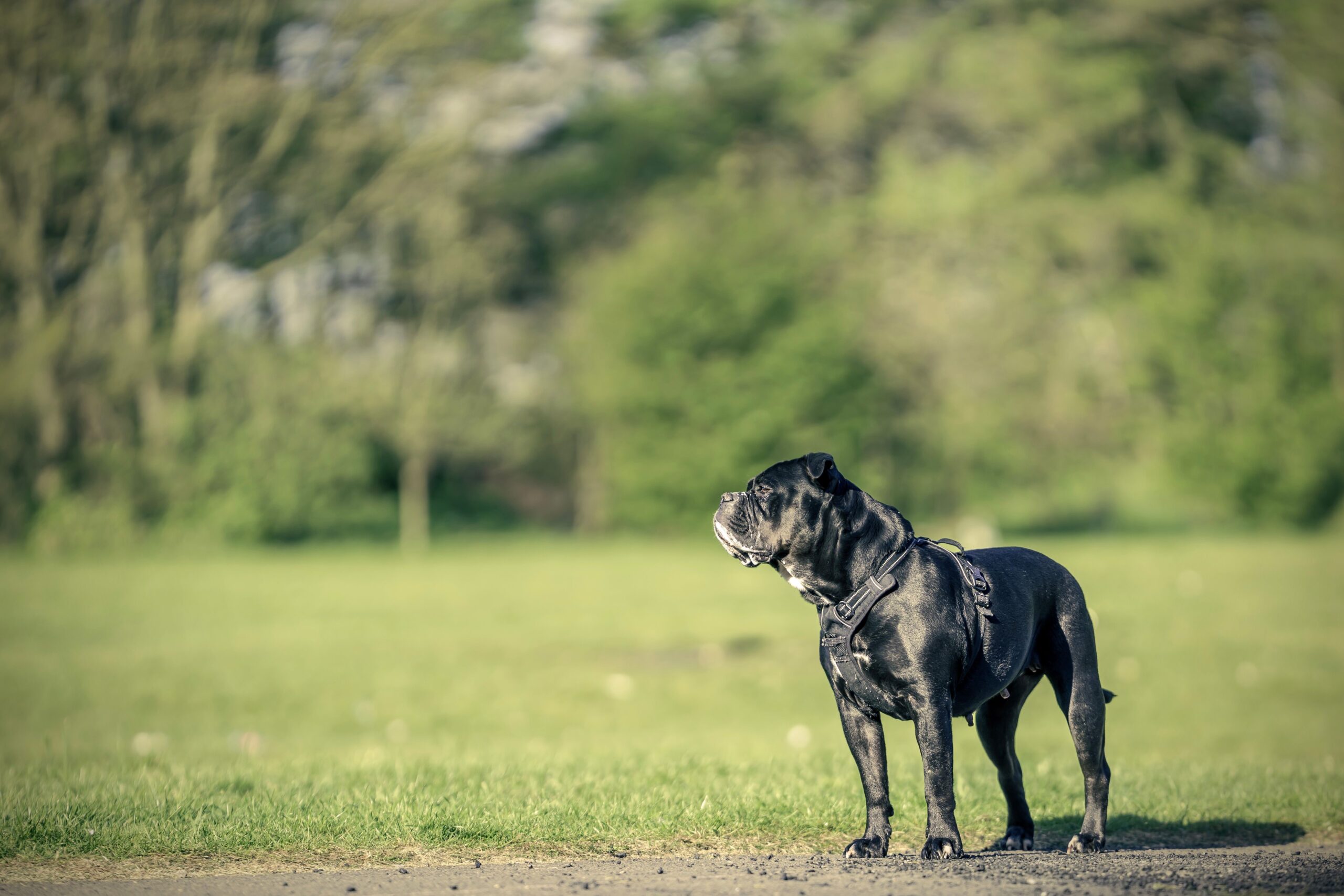 Gesunder Cane Corso aufmerksam im Freien Cane Corso beim Training mit seinem Halter