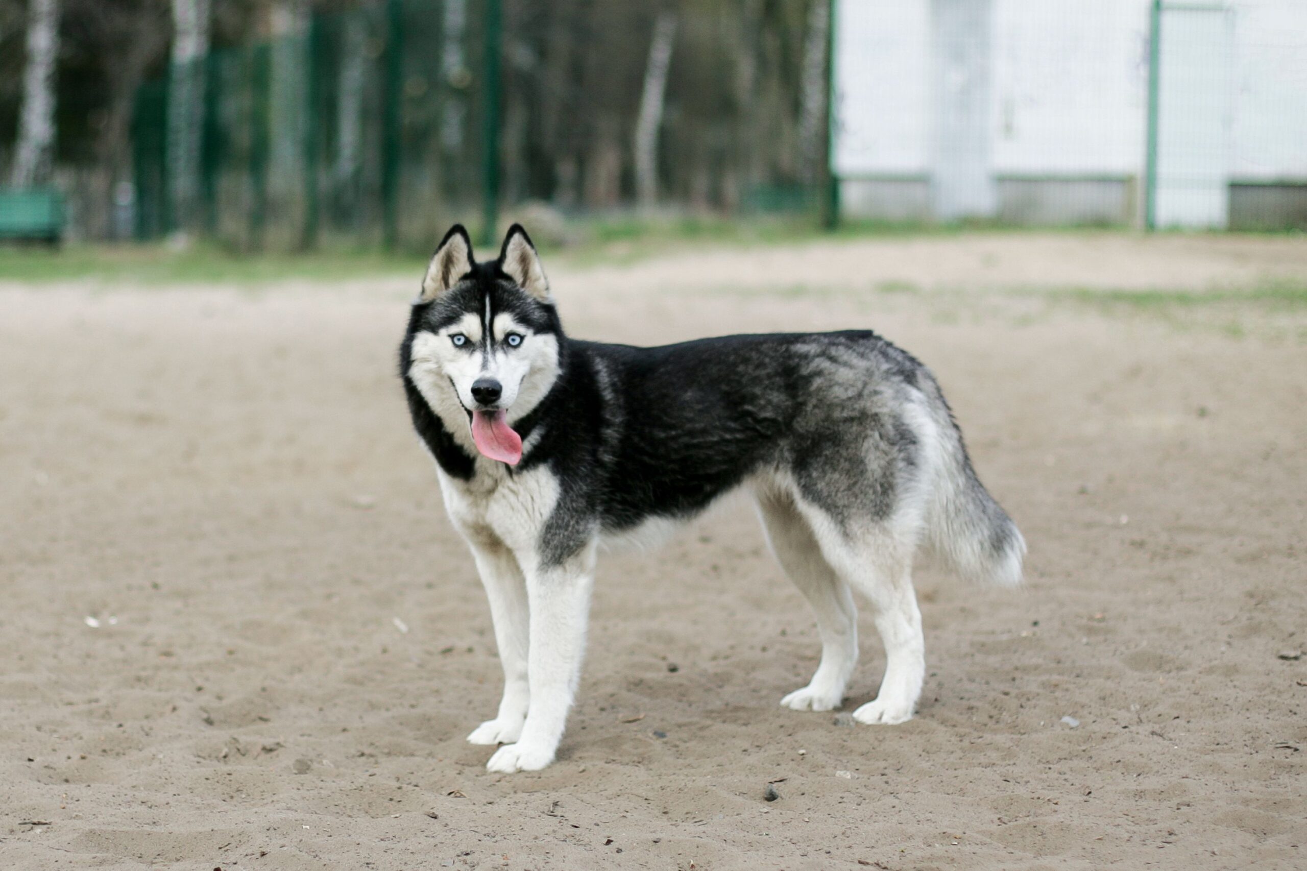 Siberian Husky mit dichtem Fell in der Natur