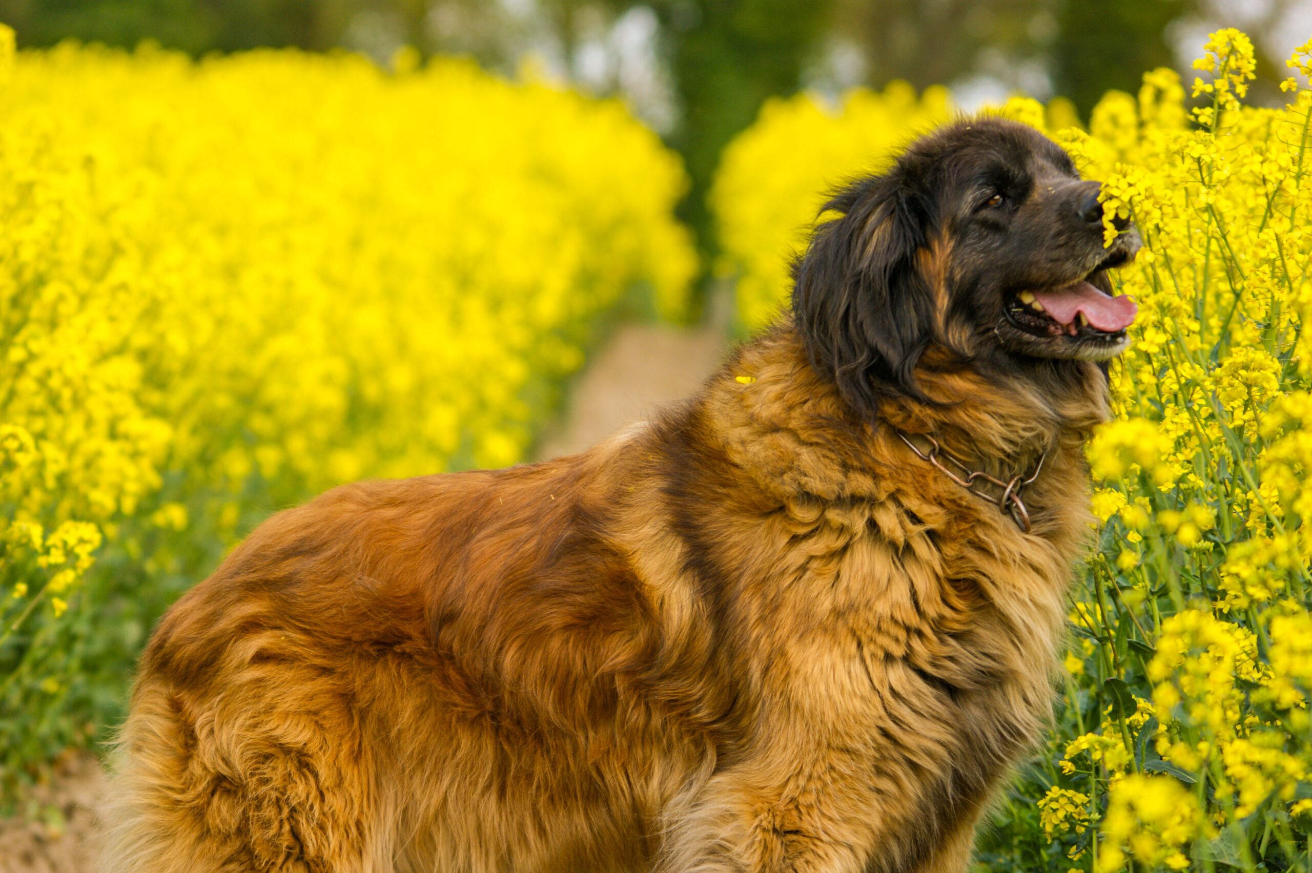 Leonberger mit kräftigem Körperbau in der Natur