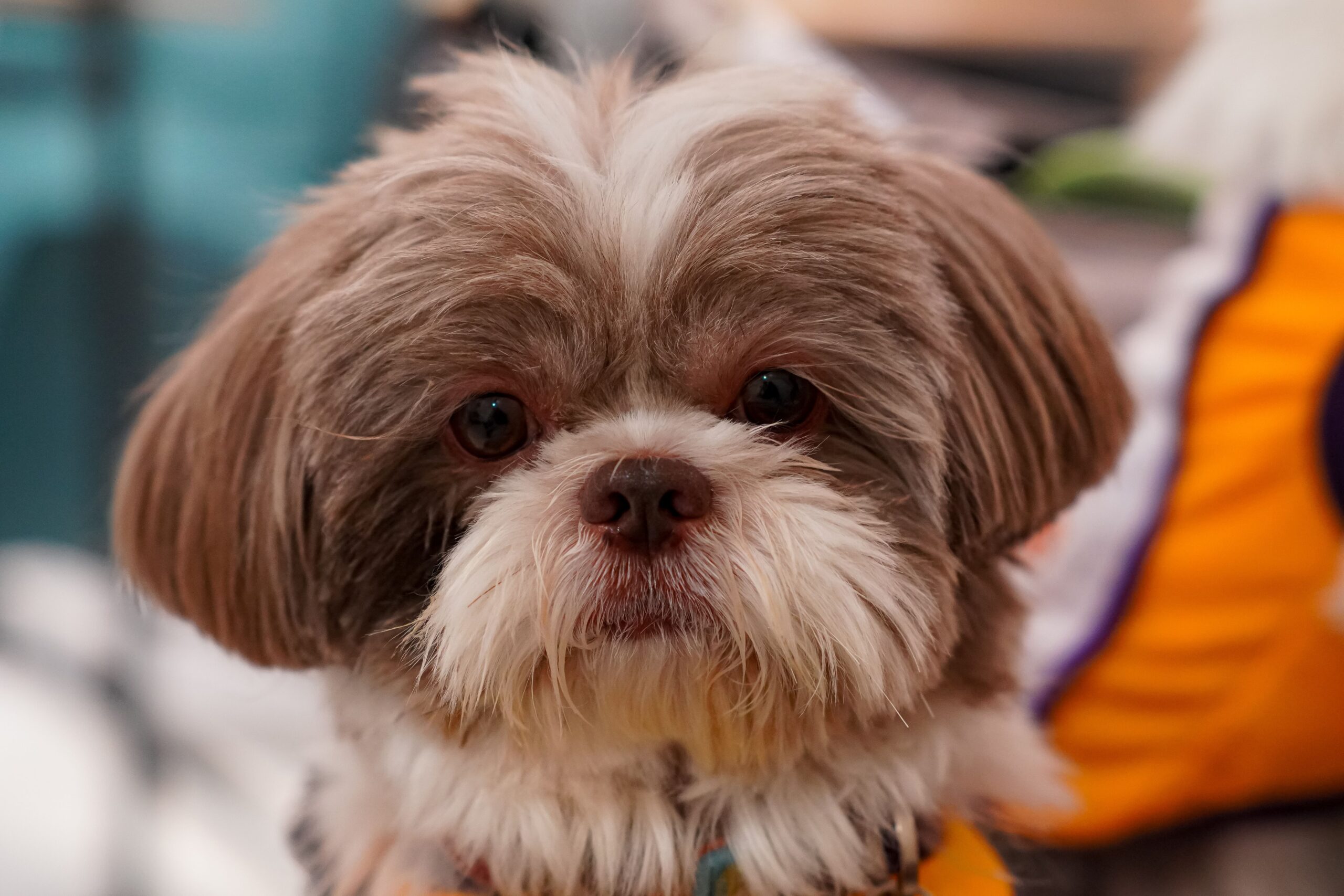Gesunder Shih Tzu aufmerksam im Freien