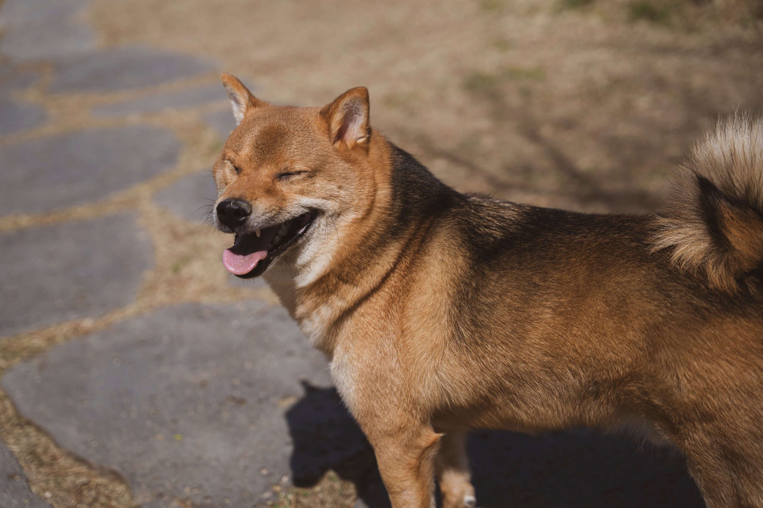 Shikoku mit typischem rotbraunem Fell