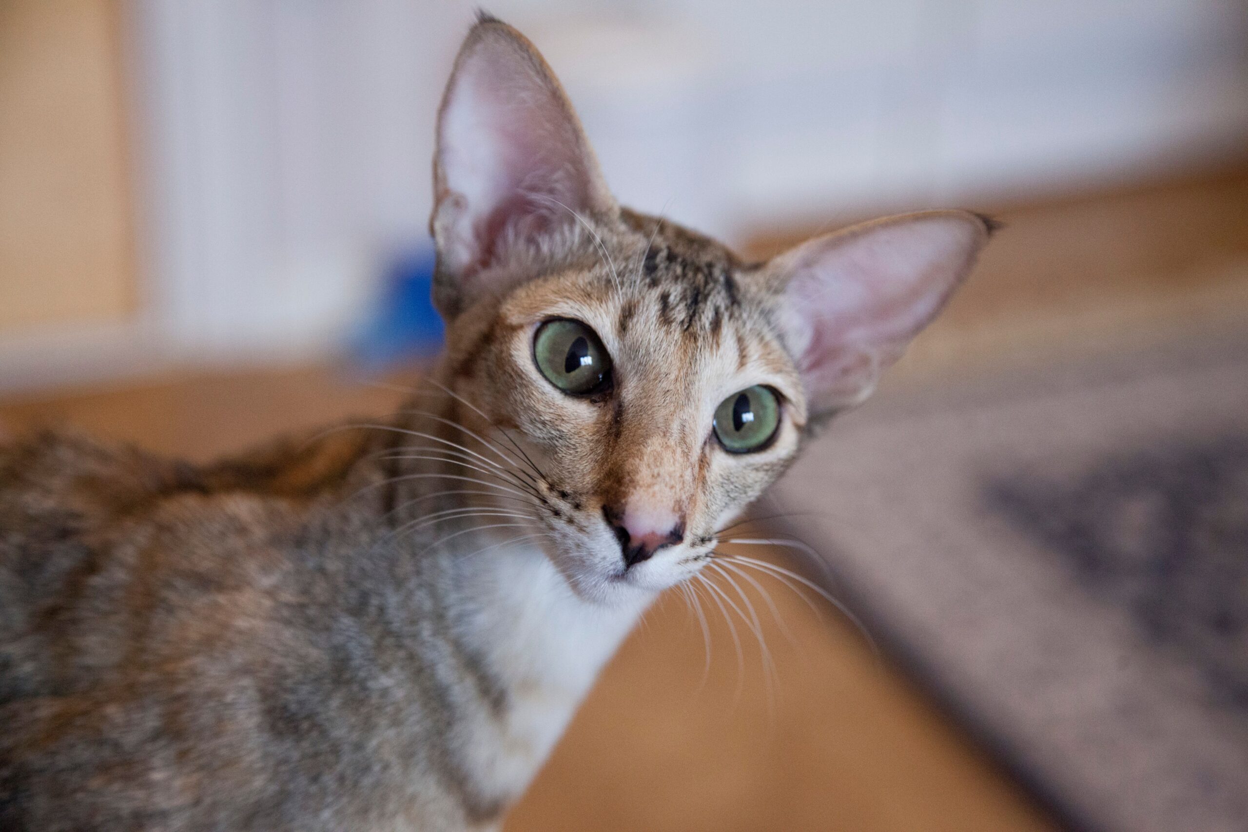 Orientalisch Kurzhaar Katze mit großen Ohren und grünen Augen
