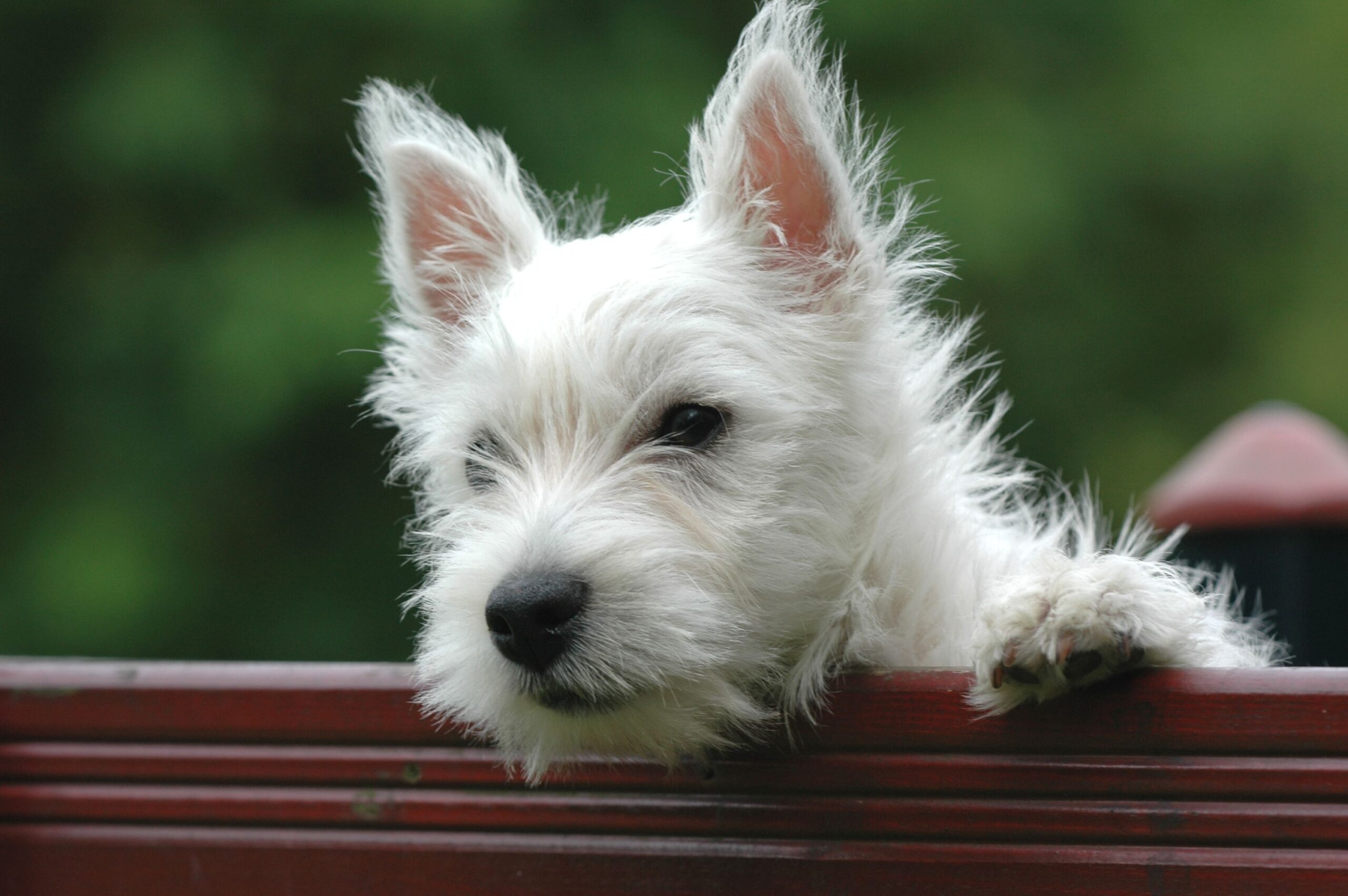 West Highland White Terrier mit weißem Fell