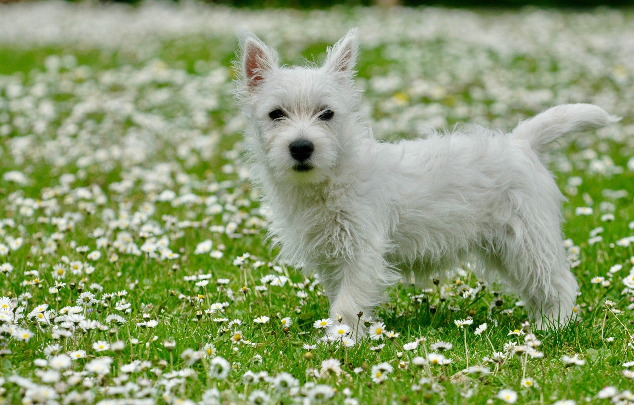 Gesunder West Highland White Terrier im Freien