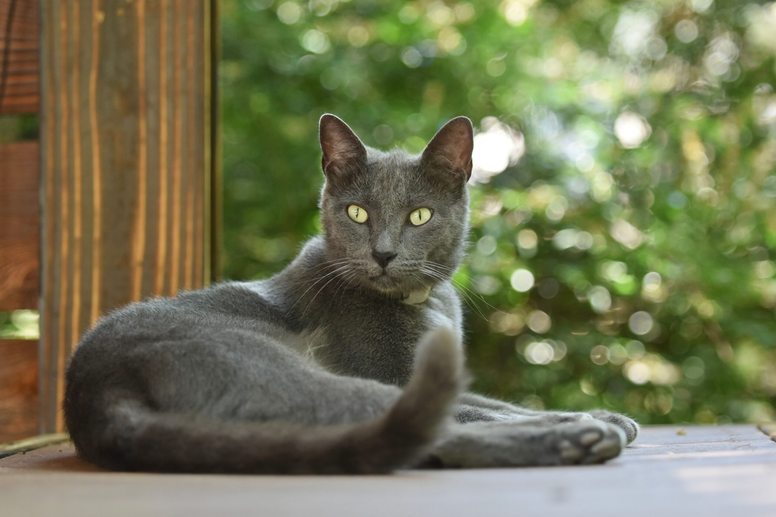 Korat Katze bei der tierärztlichen Untersuchung